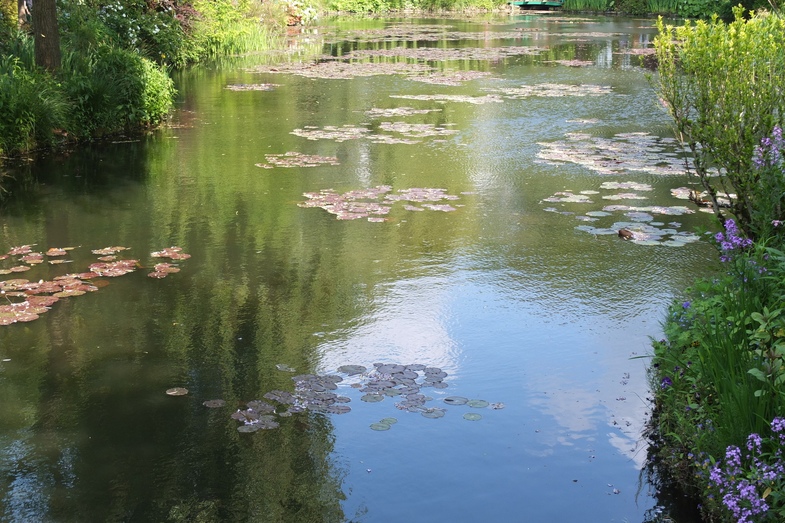 照片 法国(France) 吉维尼(Giverny) 2013-06 144