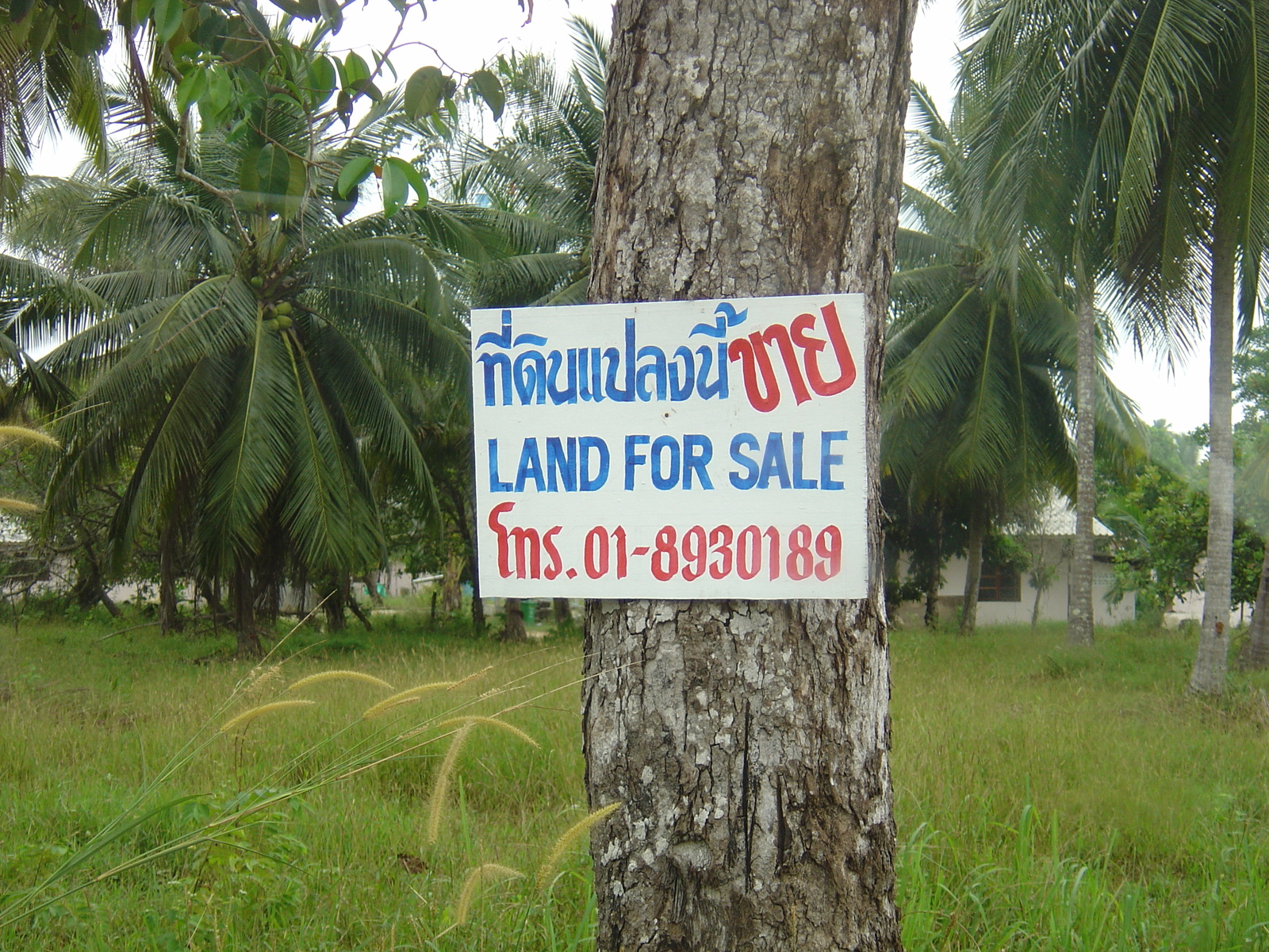 照片 泰国(Thailand) 考拉(Khao Lak) 邦萨海滩(Bang Sak Beach) 2005-12 15