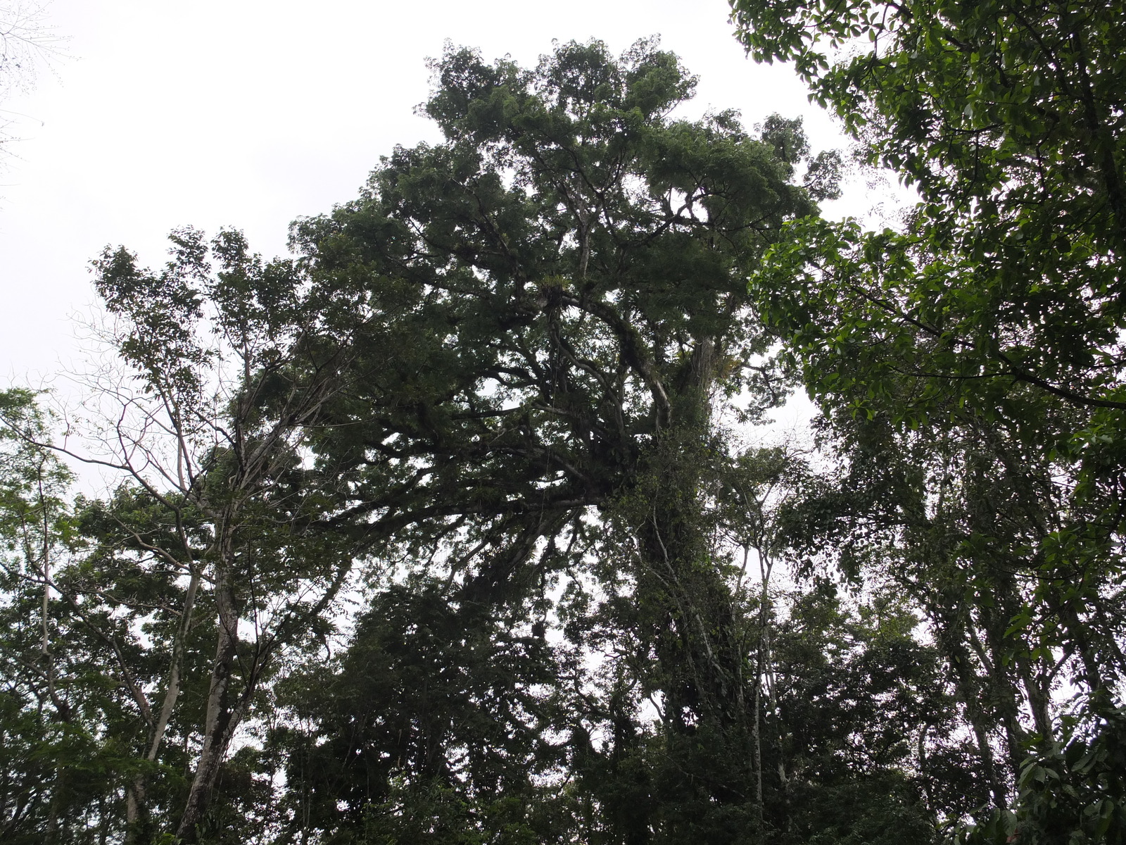 照片 哥斯达黎加(Costa Rica) 塔拉曼卡旧港(Puerto Viejo de Talamanca) 2015-03 51
