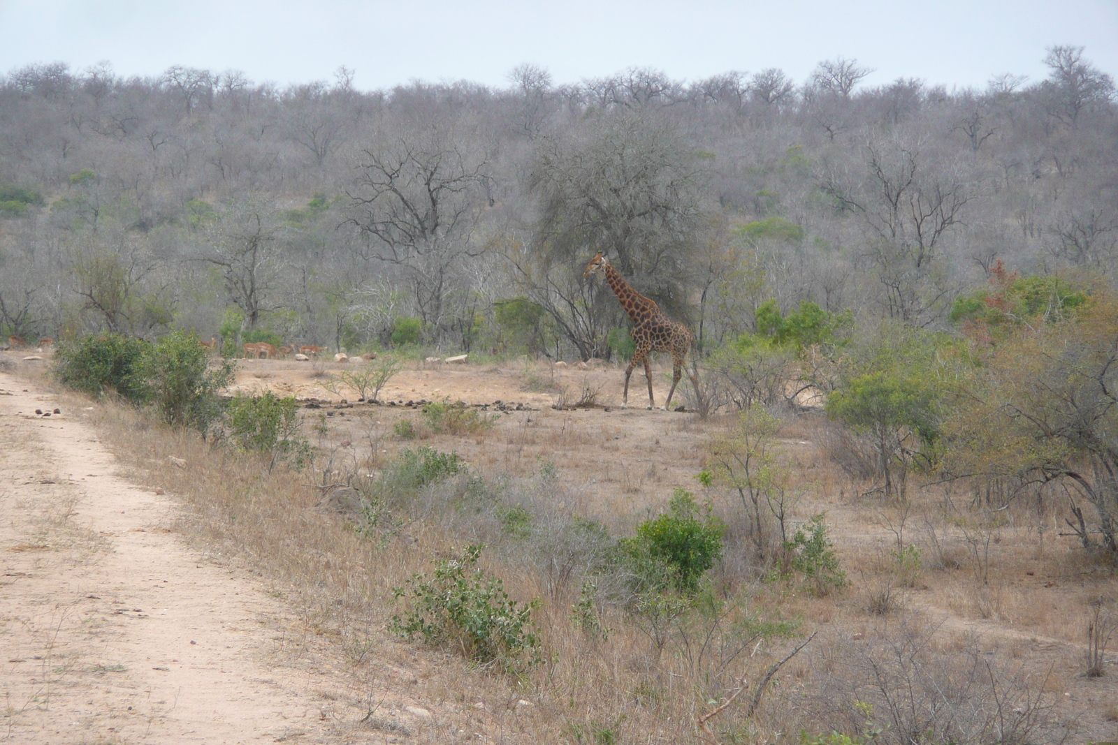 照片 南非(South Africa) 克鲁格国家公园(Kruger National Park) 姆蓬多(Mpondo) 2008-09 7