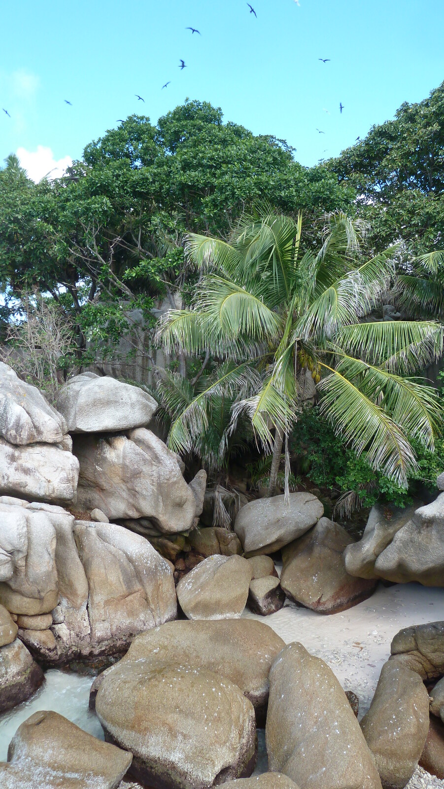 照片 塞舌尔(Seychelles) 椰子岛(Coco Island) 2011-10 8