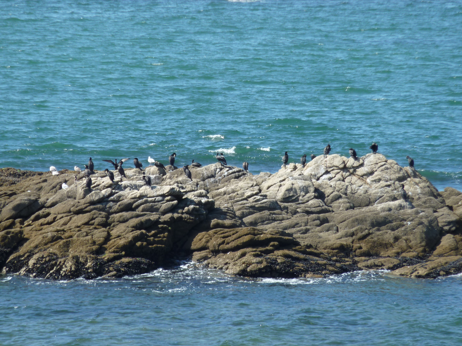 照片 法国(France) 滨海皮里亚克(Piriac sur mer) 2009-08 18