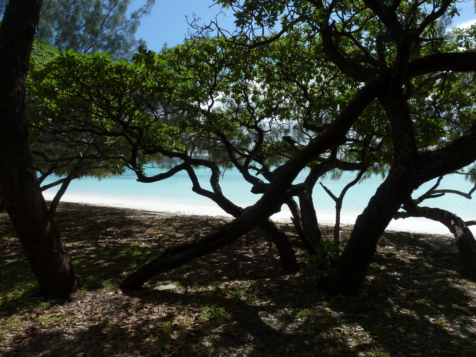 照片 新喀里多尼亚(New Caledonia) 利富岛(Lifou) 卢恩戈尼海滩(Luengoni Beach) 2010-05 33