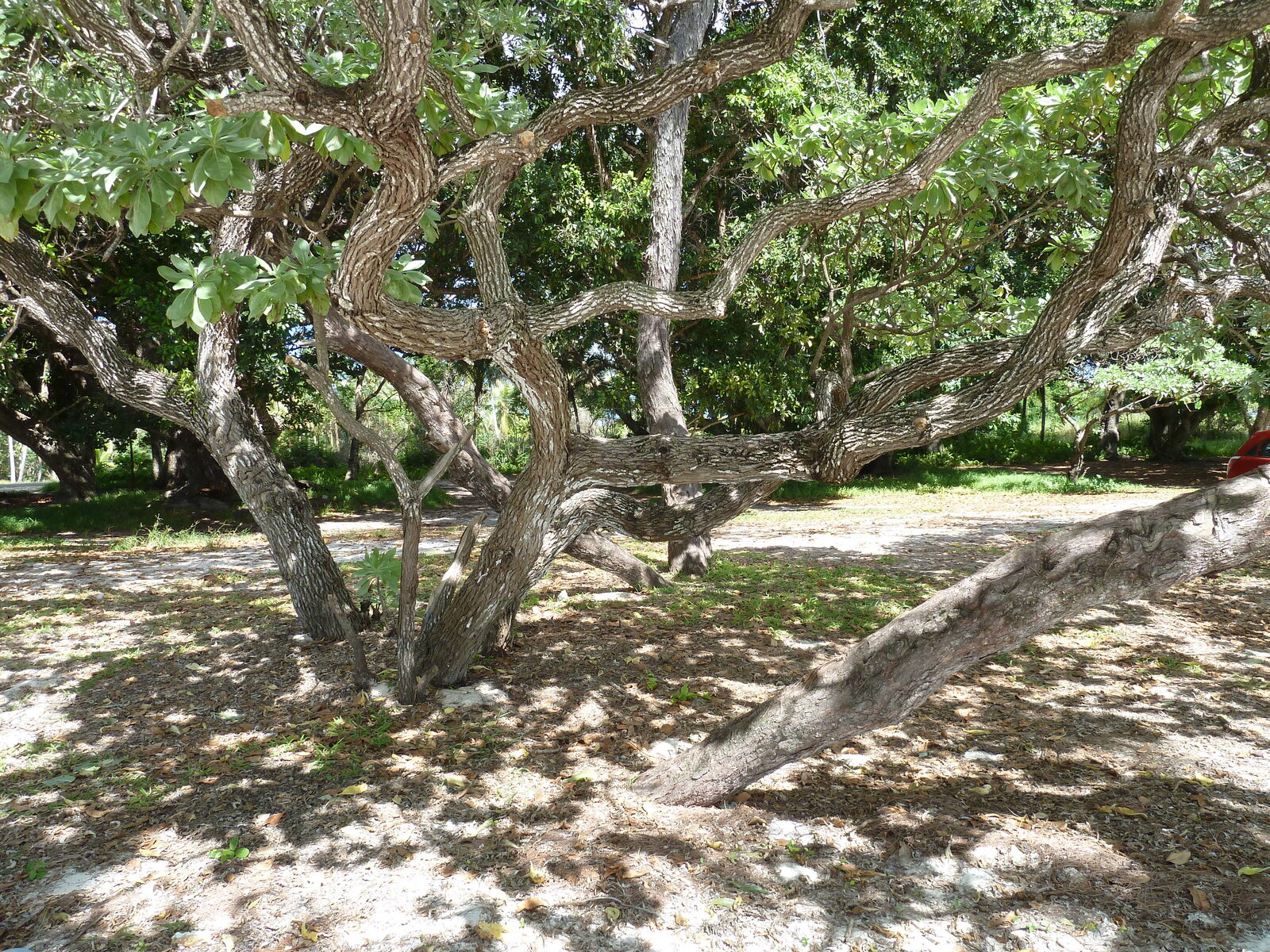 照片 新喀里多尼亚(New Caledonia) 2010-05 71