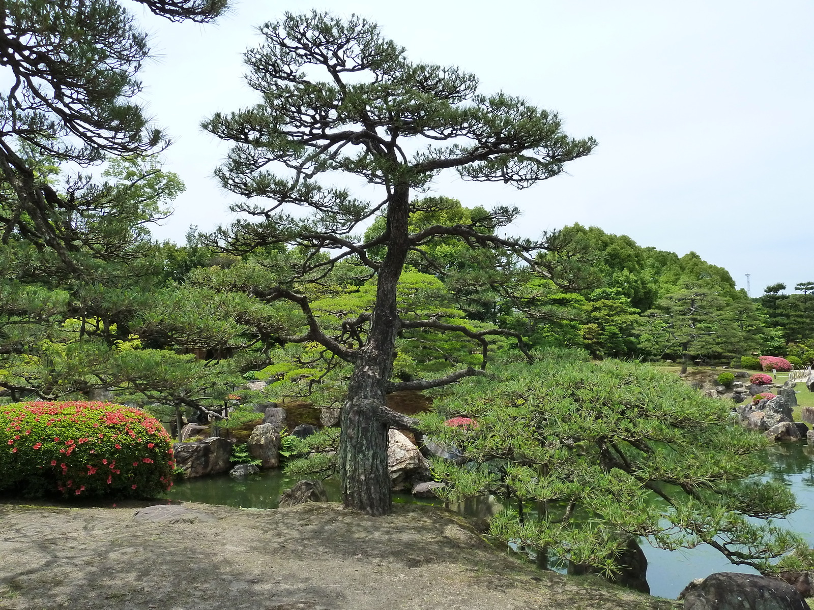 照片 日本(Japan) 京都(Kyoto) 二条城(Nijo Castle) 二之丸庭园(Ninomaru Garden) 2010-06 8