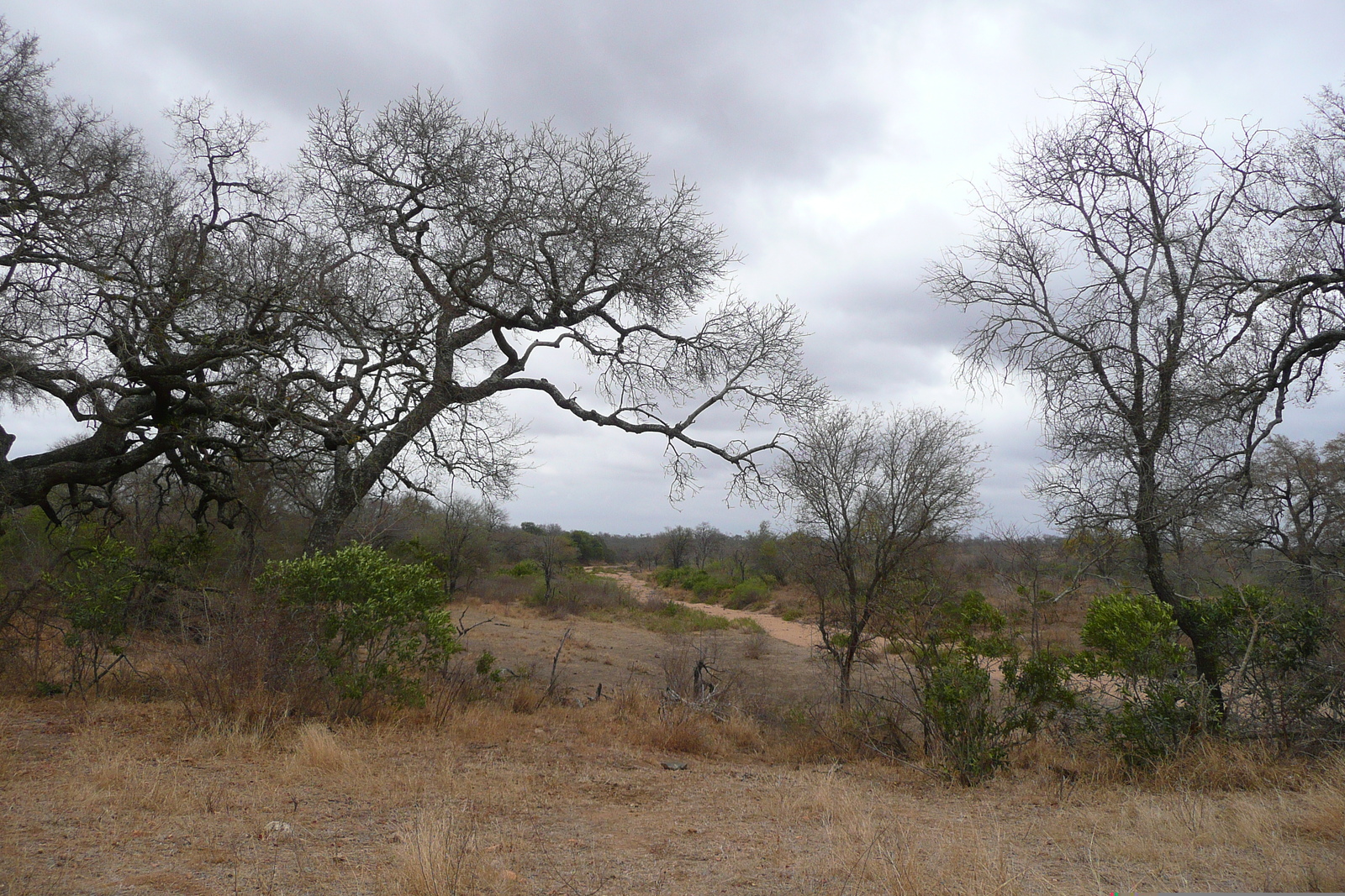 照片 南非(South Africa) 克鲁格国家公园(Kruger National Park) 2008-09 172