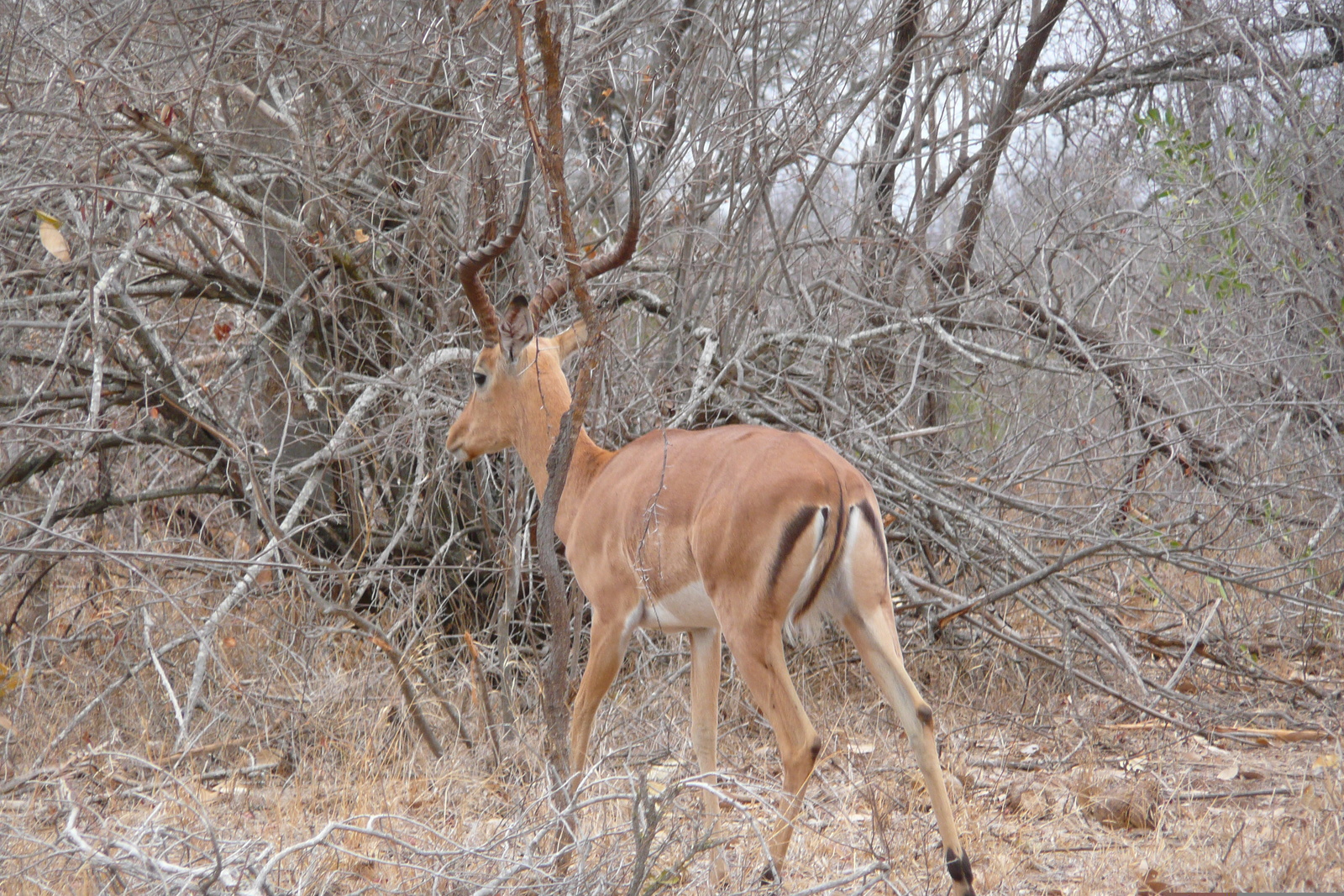照片 南非(South Africa) 克鲁格国家公园(Kruger National Park) 2008-09 140