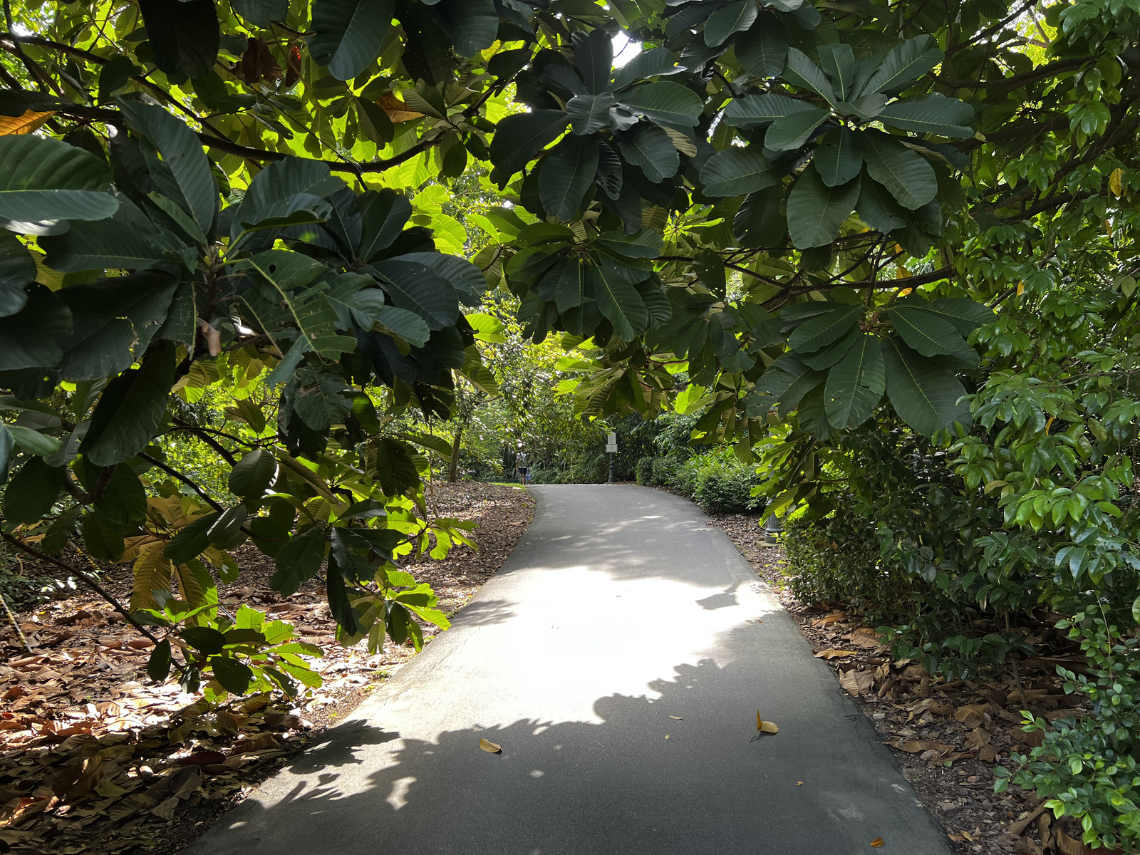 照片 新加坡(Singapore) 新加坡植物园(Singapore Botanic Gardens) 2023-01 62