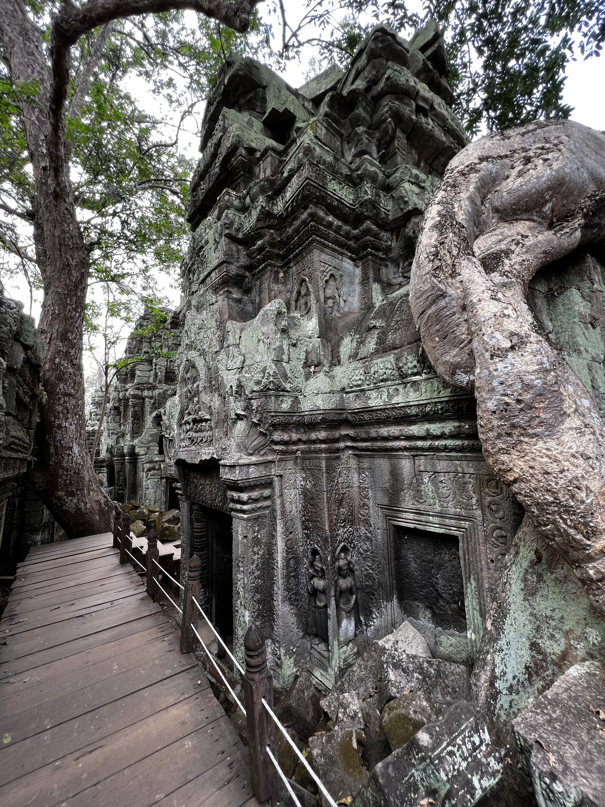 照片 柬埔寨(Cambodia) 暹粒(Siem Reap) 塔布茏寺(Ta Prohm) 2023-01 86