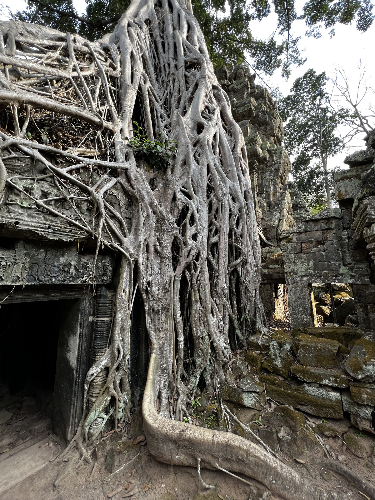 照片 柬埔寨(Cambodia) 暹粒(Siem Reap) 塔布茏寺(Ta Prohm) 2023-01 9