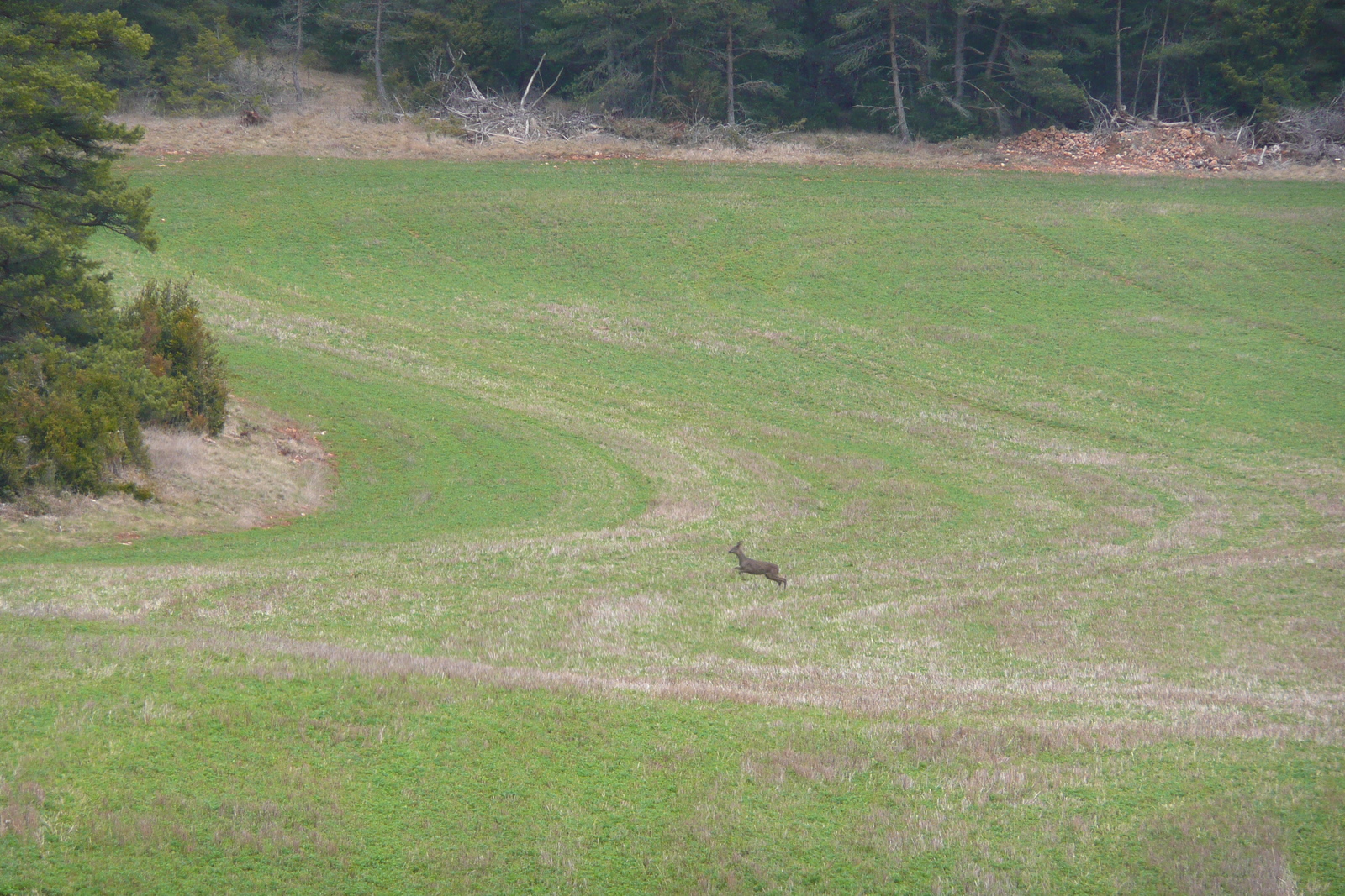照片 法国(France) 奥布拉克(L'Aubrac) 2008-04 94