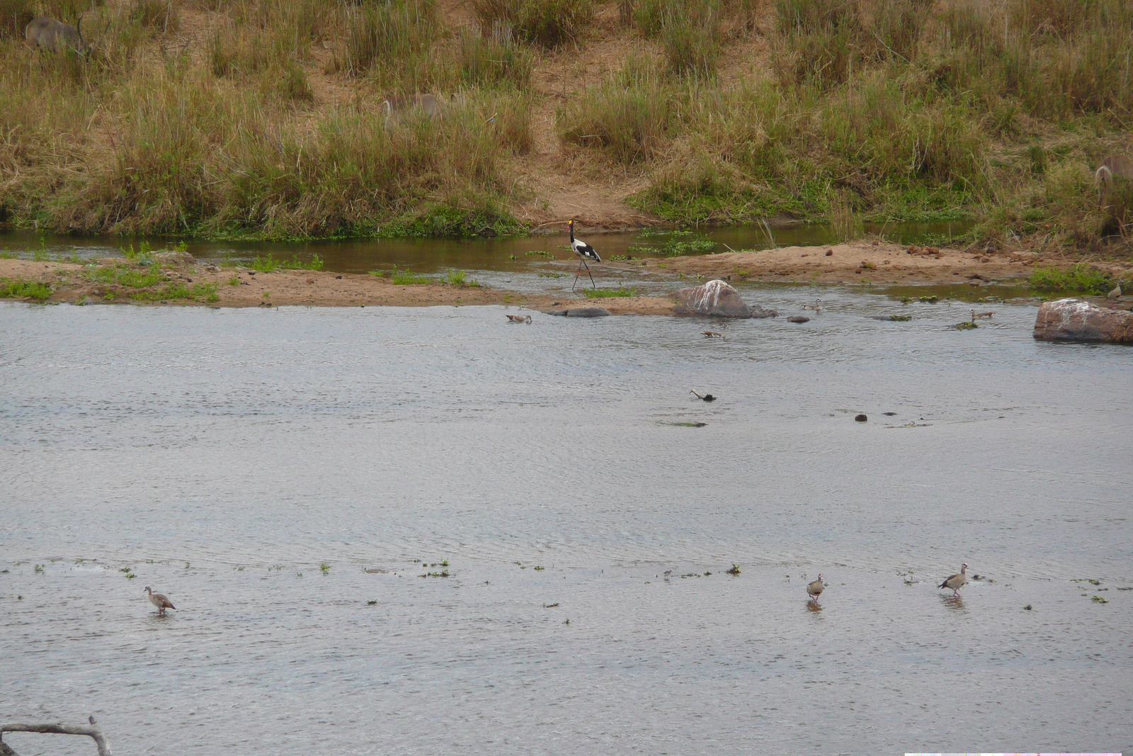 照片 南非(South Africa) 克鲁格国家公园(Kruger National Park) 鳄鱼河(Crocodile River) 2008-09 51