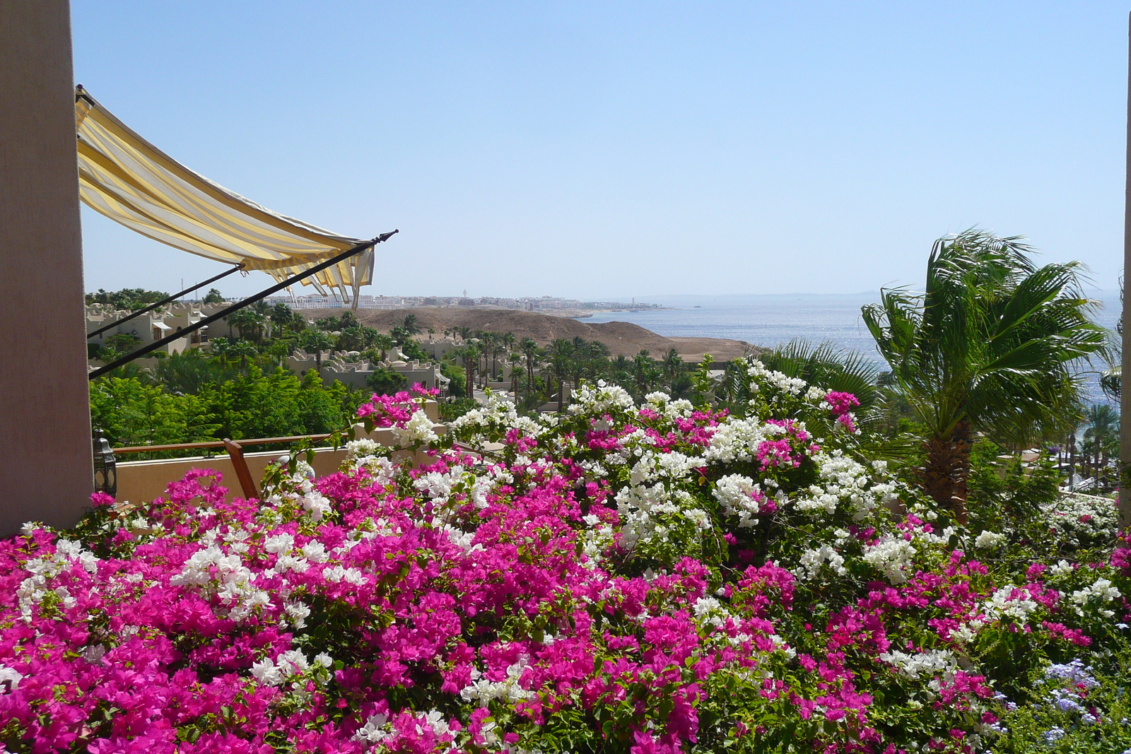照片 埃及(Egypt) 沙姆沙伊赫(Sharm el Sheikh) 四季酒店(Four Seasons Hotel) 2008-06 46