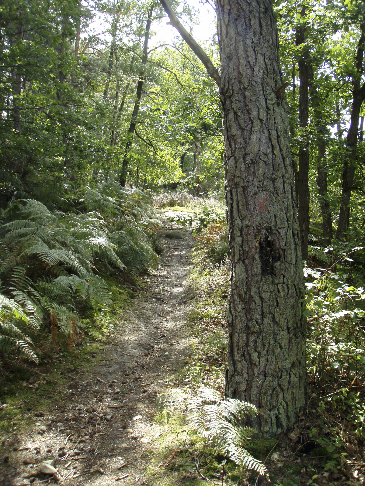 照片 法国(France) 枫丹白露(Fontainebleau) 25丘步道(Circuit des 25 bosses) 2007-08 38