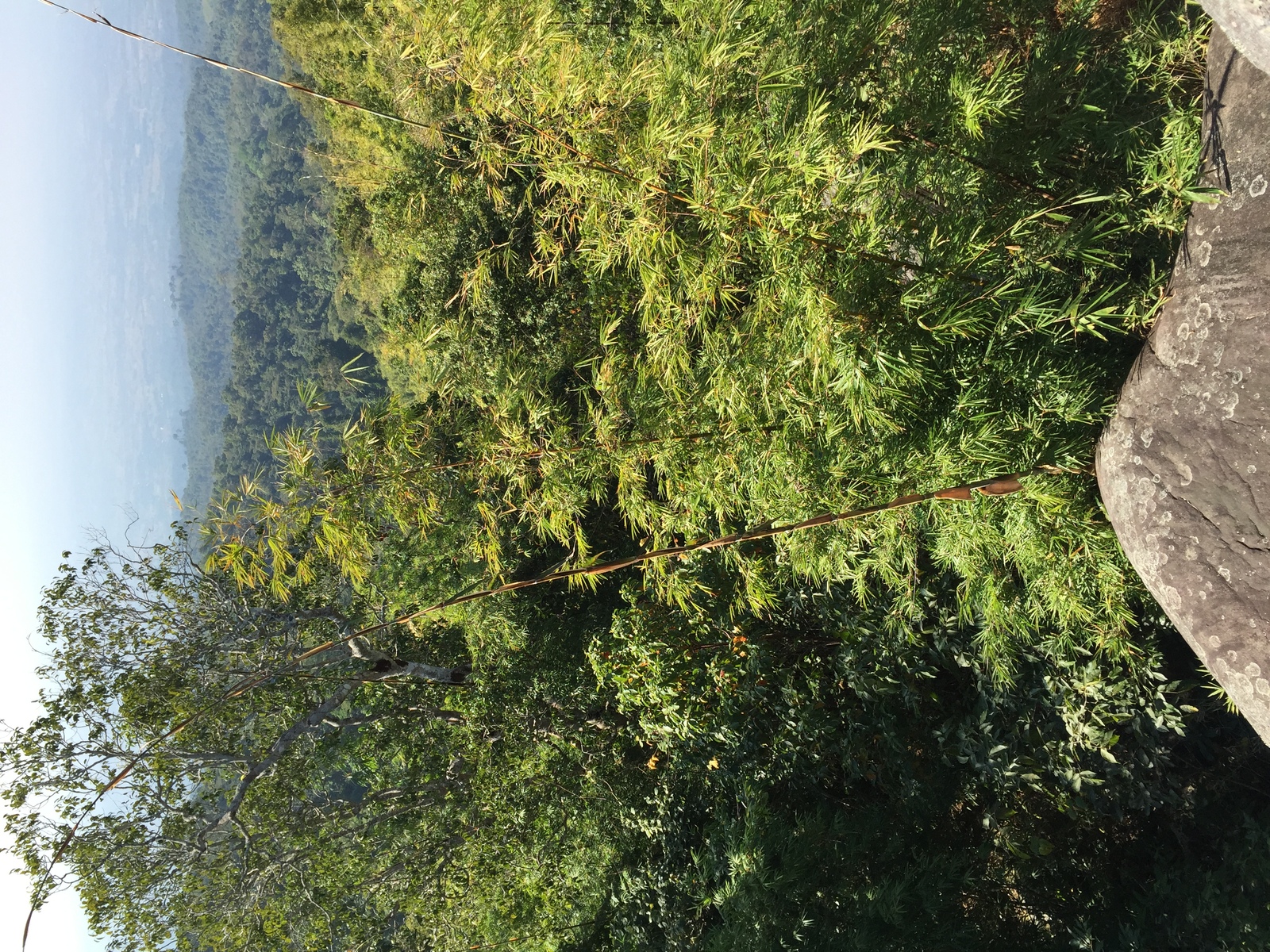照片 泰国(Thailand) 普欣隆卡国家公园(Phu Hin Rong Kla National Park) 2014-12 142