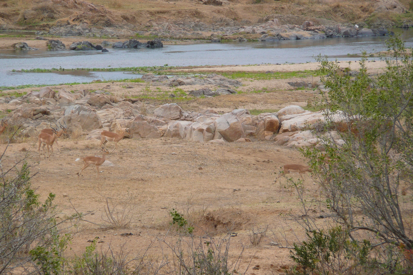 照片 南非(South Africa) 克鲁格国家公园(Kruger National Park) 鳄鱼河(Crocodile River) 2008-09 36