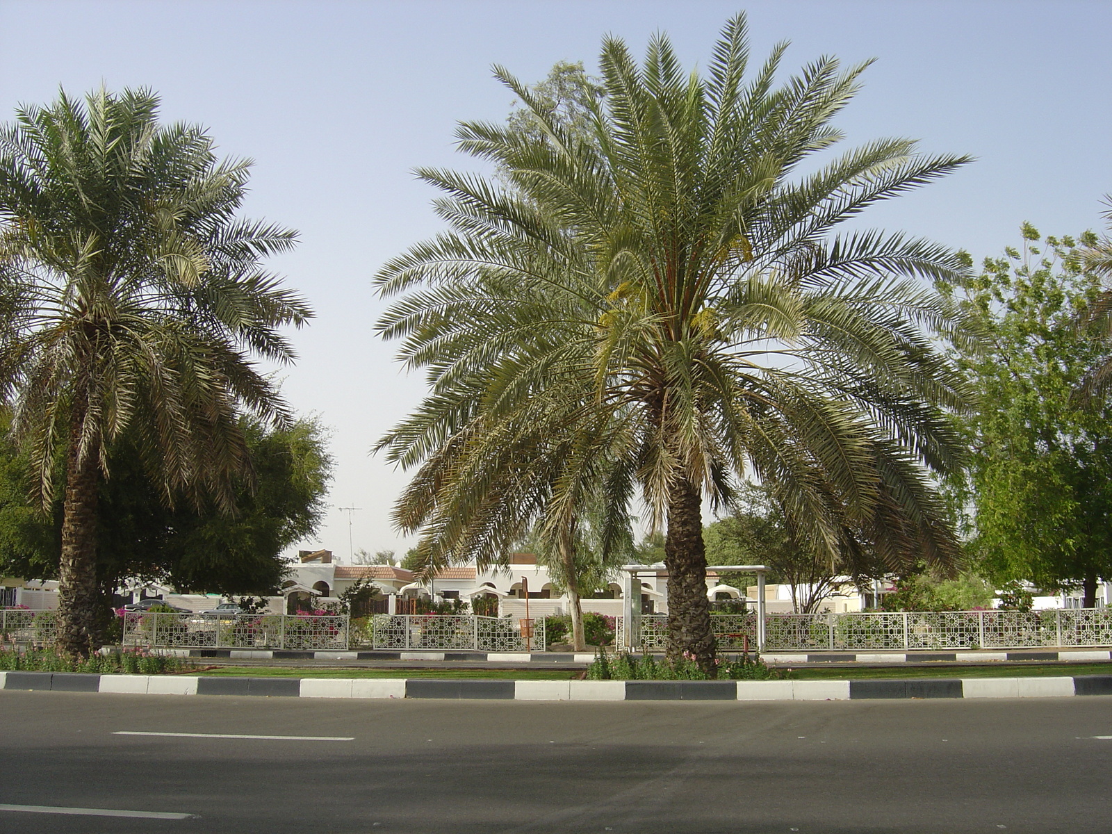 照片 阿联酋(United Arab Emirates) 艾因(Al Ain) 2005-03 55