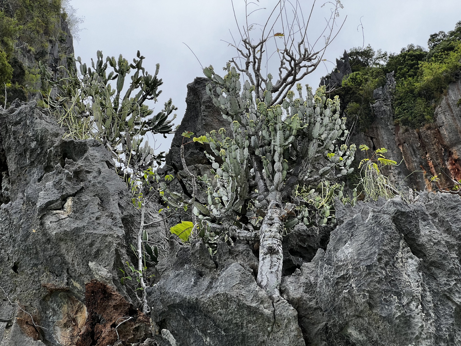 照片 泰国(Thailand) 甲米(Krabi) 2023-01 332