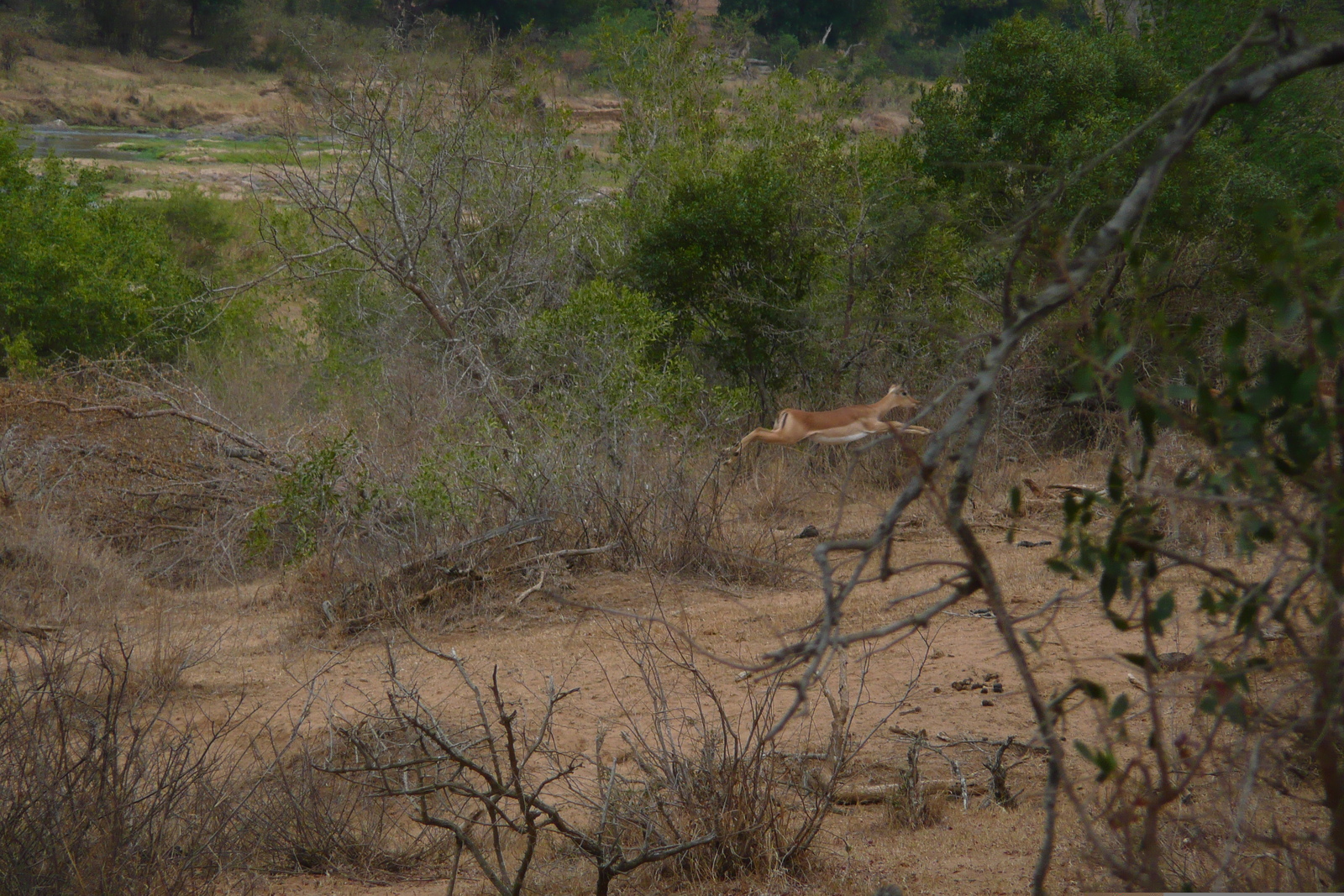 照片 南非(South Africa) 克鲁格国家公园(Kruger National Park) 鳄鱼河(Crocodile River) 2008-09 20
