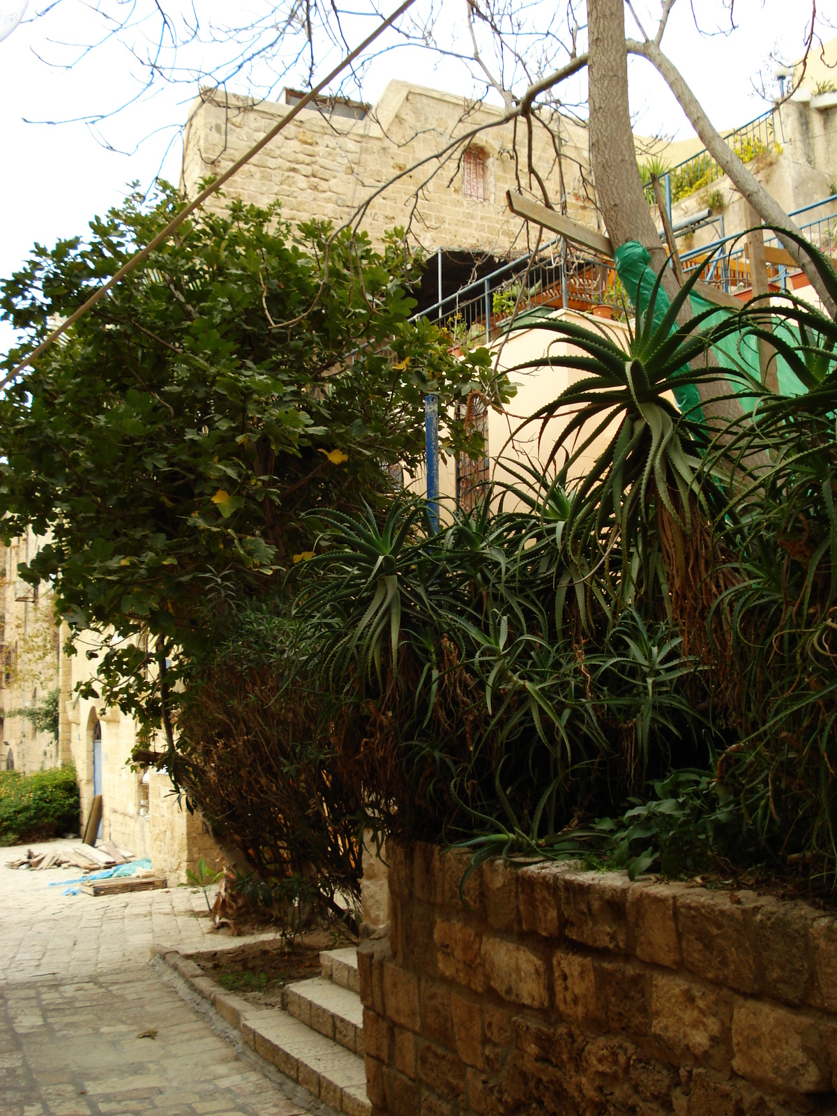 照片 以色列(Israel) 雅法(Jaffa) 2006-12 126