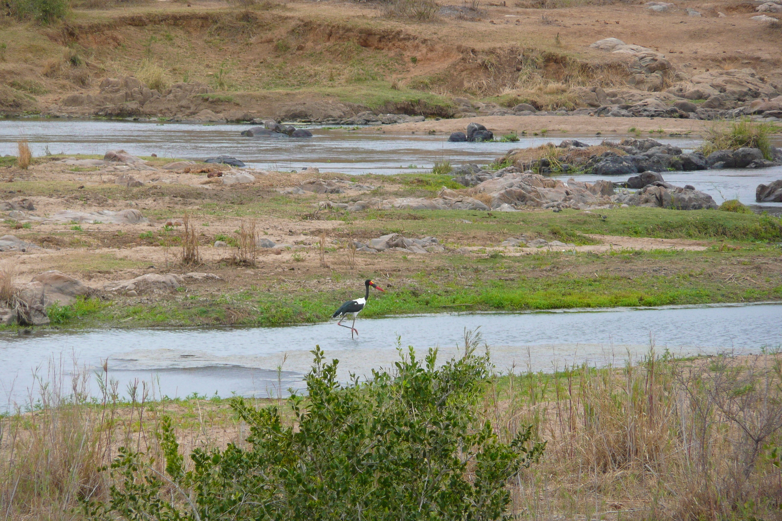 照片 南非(South Africa) 克鲁格国家公园(Kruger National Park) 鳄鱼河(Crocodile River) 2008-09 70