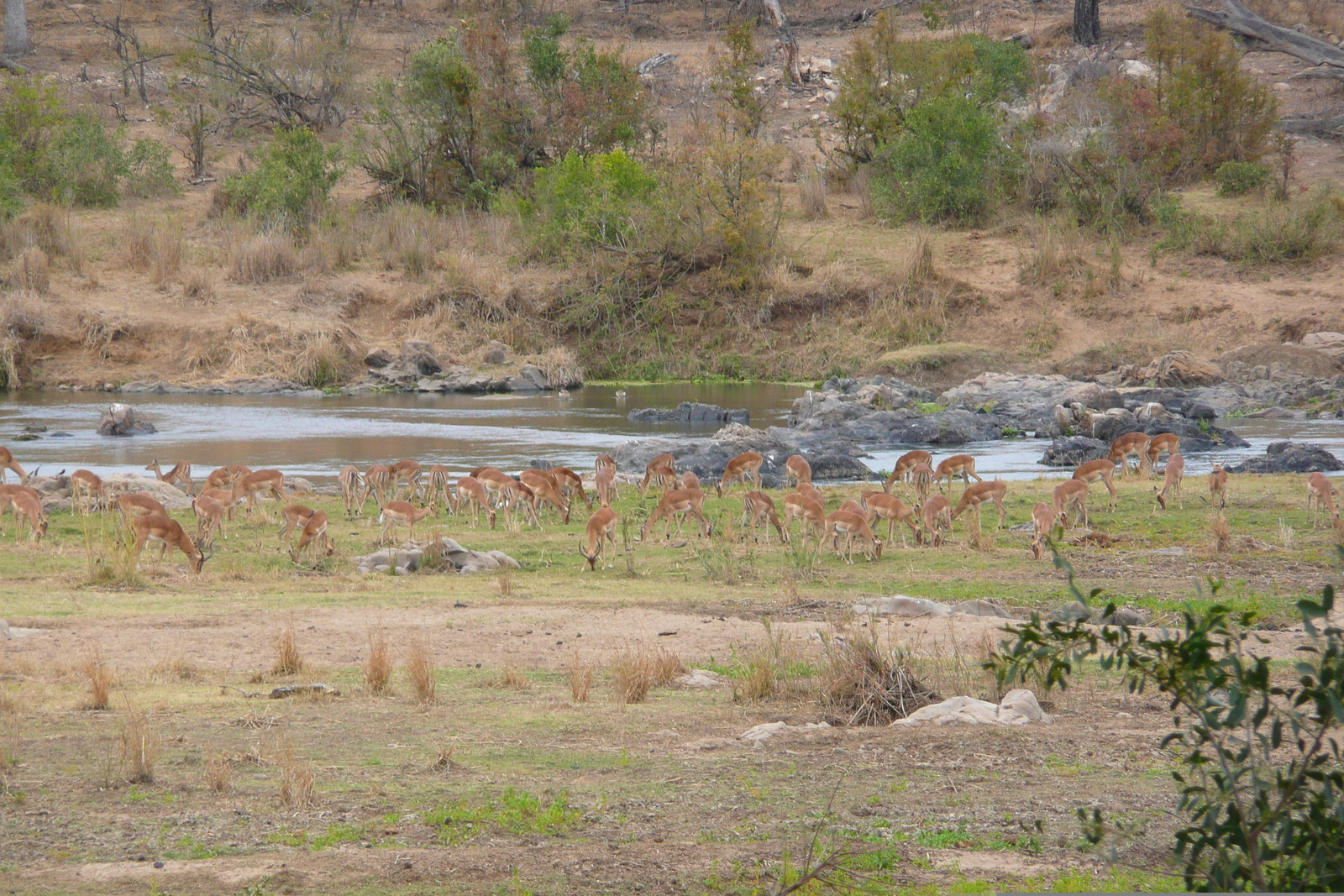 照片 南非(South Africa) 克鲁格国家公园(Kruger National Park) 鳄鱼河(Crocodile River) 2008-09 5