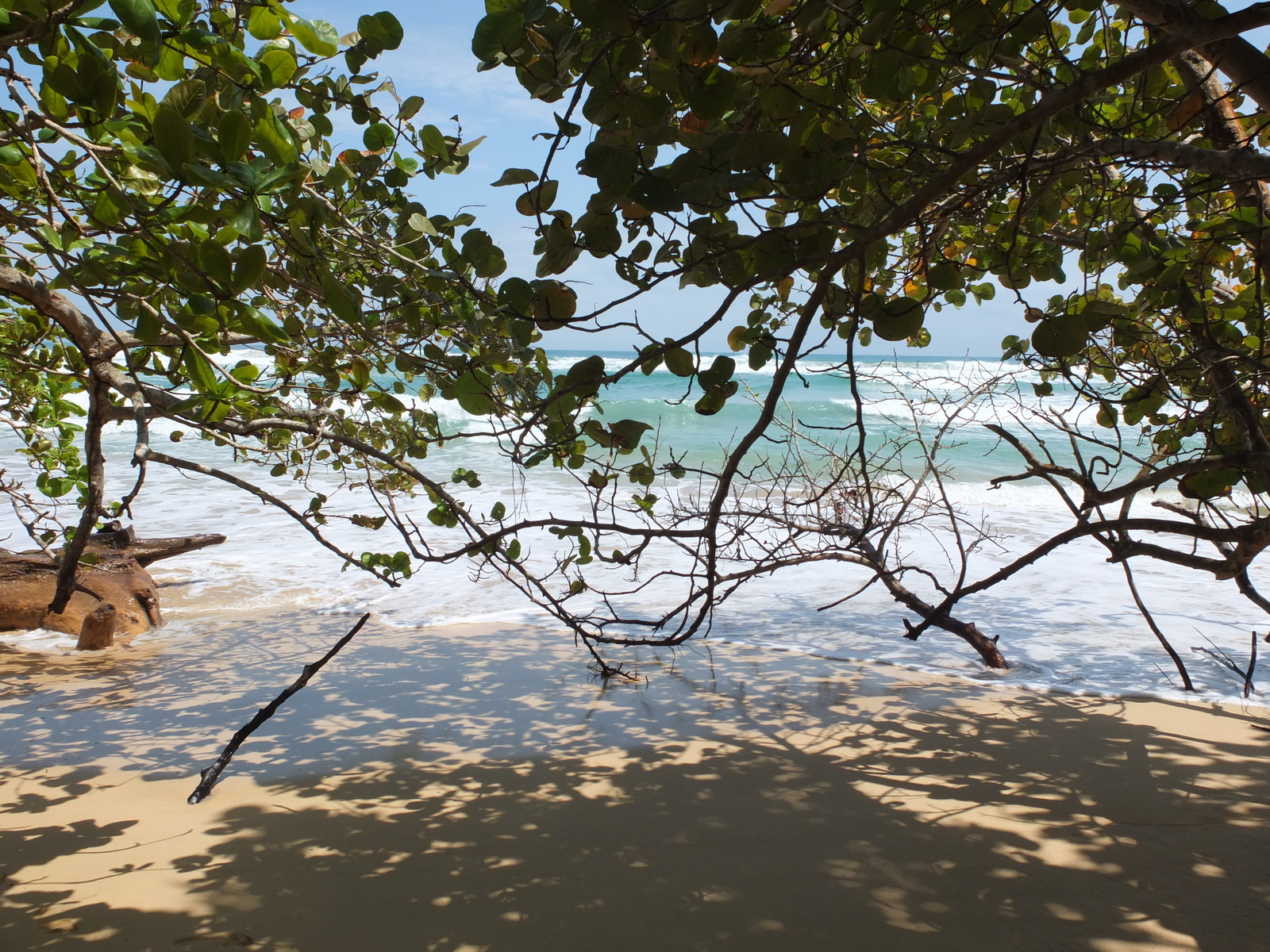 照片 巴拿马(Panama) 巴斯蒂门托斯岛(Bastimentos) 2015-03 17