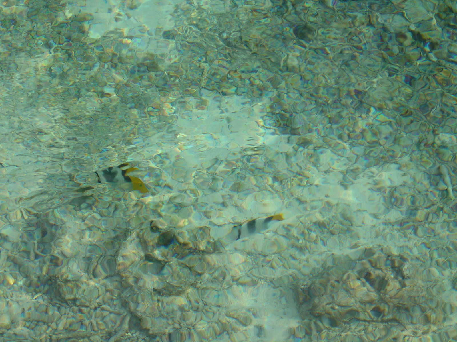 照片 波利尼西亚(Polynesia) 波拉波拉艾美酒店(Meridien Bora Bora Hotel) 2006-04 66