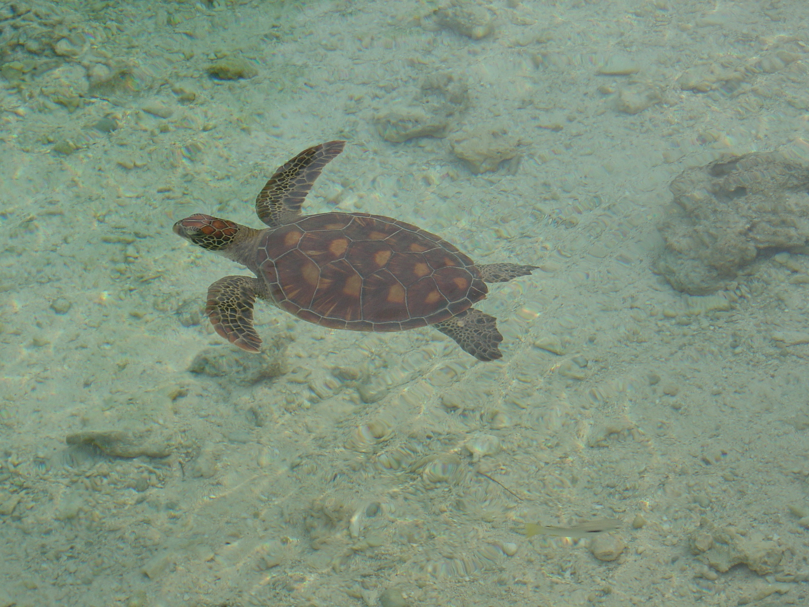 照片 波利尼西亚(Polynesia) 波拉波拉艾美酒店(Meridien Bora Bora Hotel) 2006-04 67
