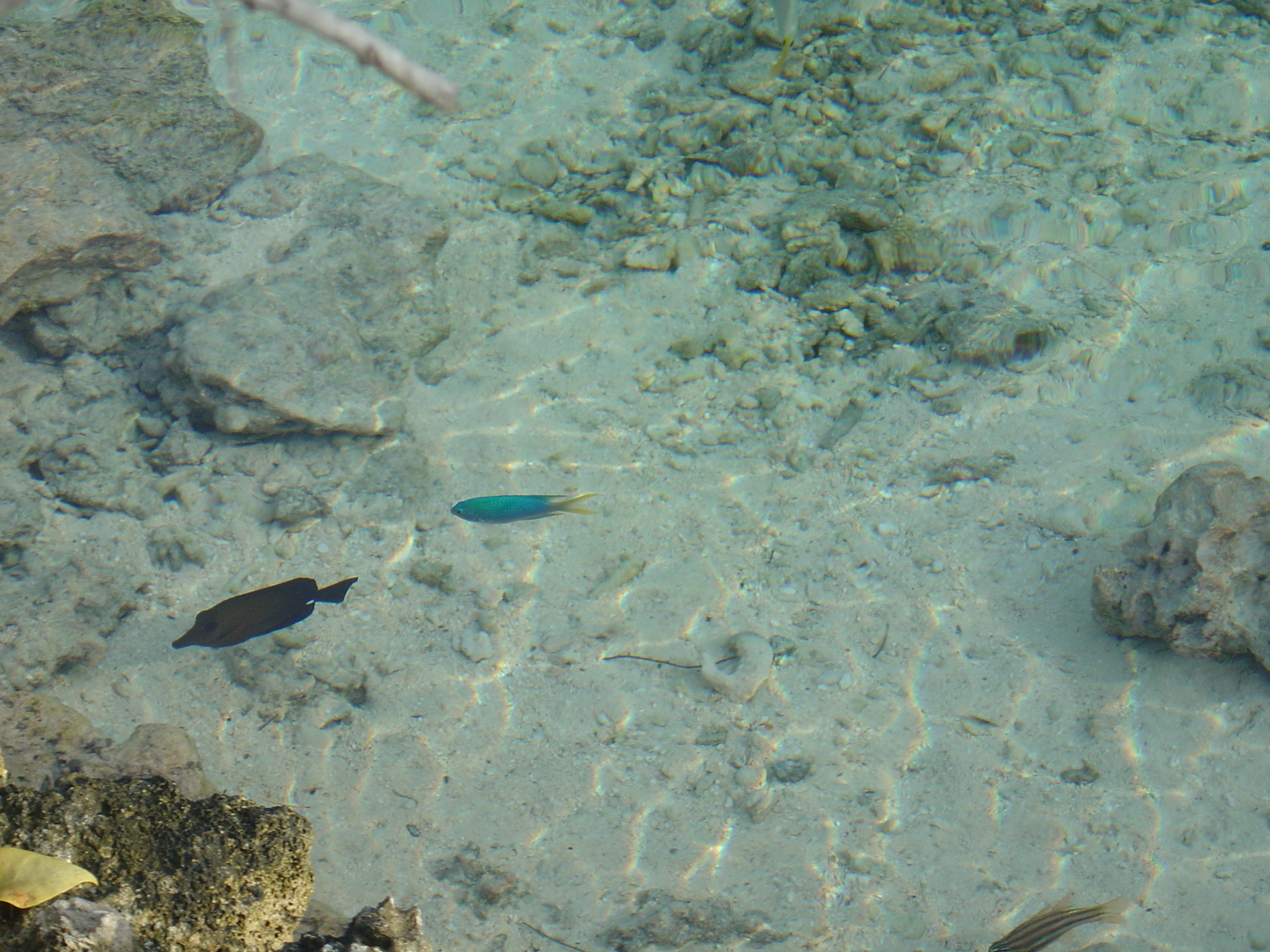 照片 波利尼西亚(Polynesia) 波拉波拉艾美酒店(Meridien Bora Bora Hotel) 2006-04 46