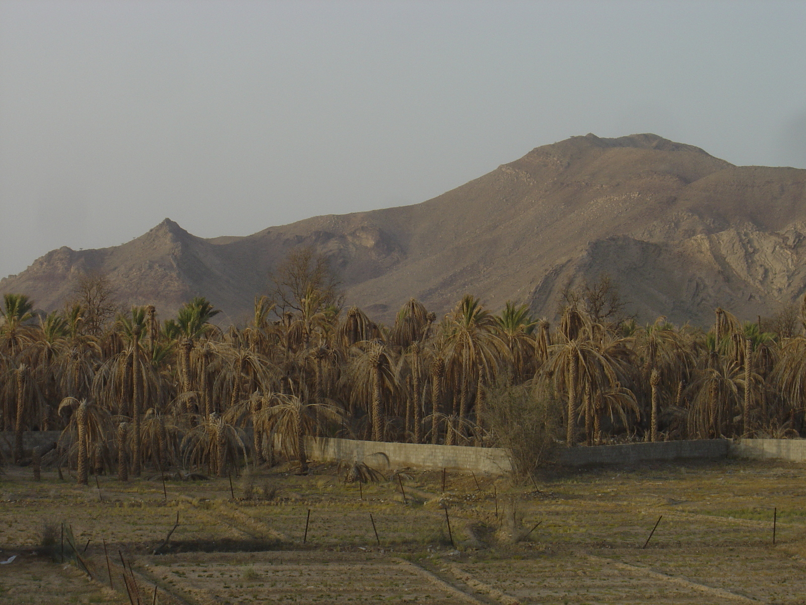 照片 阿曼(Oman) 马哈达(Mahada) 2005-03 4