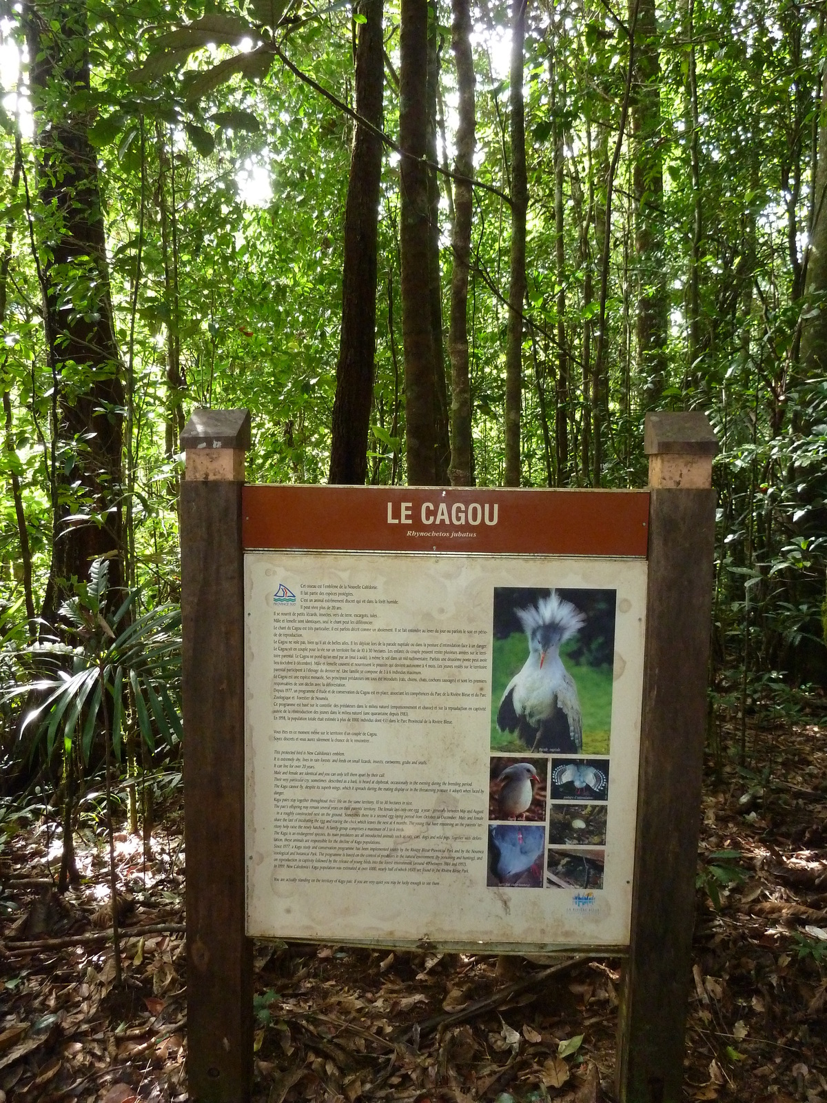 照片 新喀里多尼亚(New Caledonia) 蓝河公园(Parc de la Riviere Bleue) 大贝壳杉(Le Grand Kaori) 2010-05 27