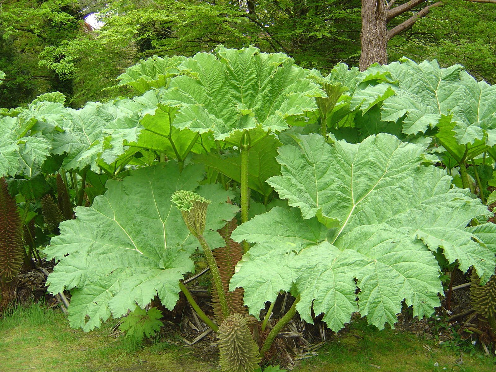 照片 爱尔兰(Ireland) 凯里郡(Kerry) 基拉尼国家公园(Killarney National Park) 马克罗斯庄园(Muckross House) 2004-05 8