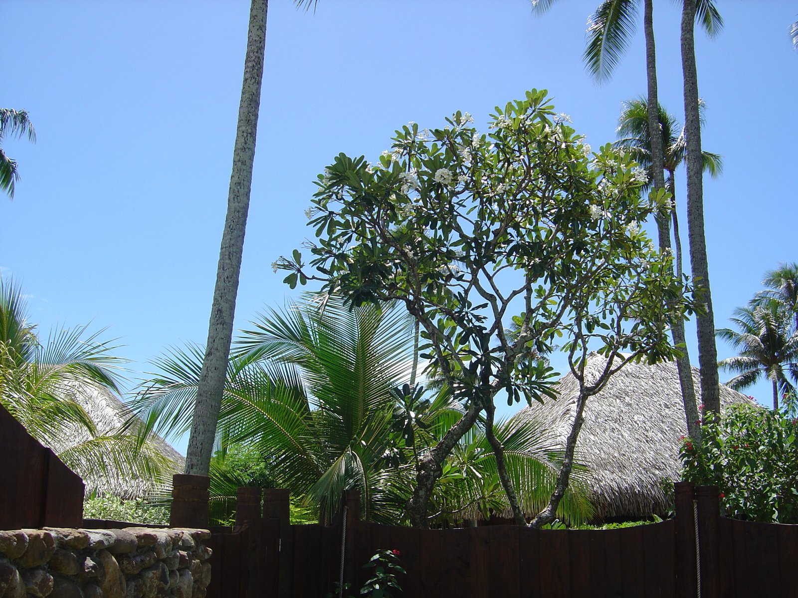 照片 波利尼西亚(Polynesia) 莫雷阿岛(Moorea) 珍珠度假酒店(Pearl Resort Hotel) 2006-04 14