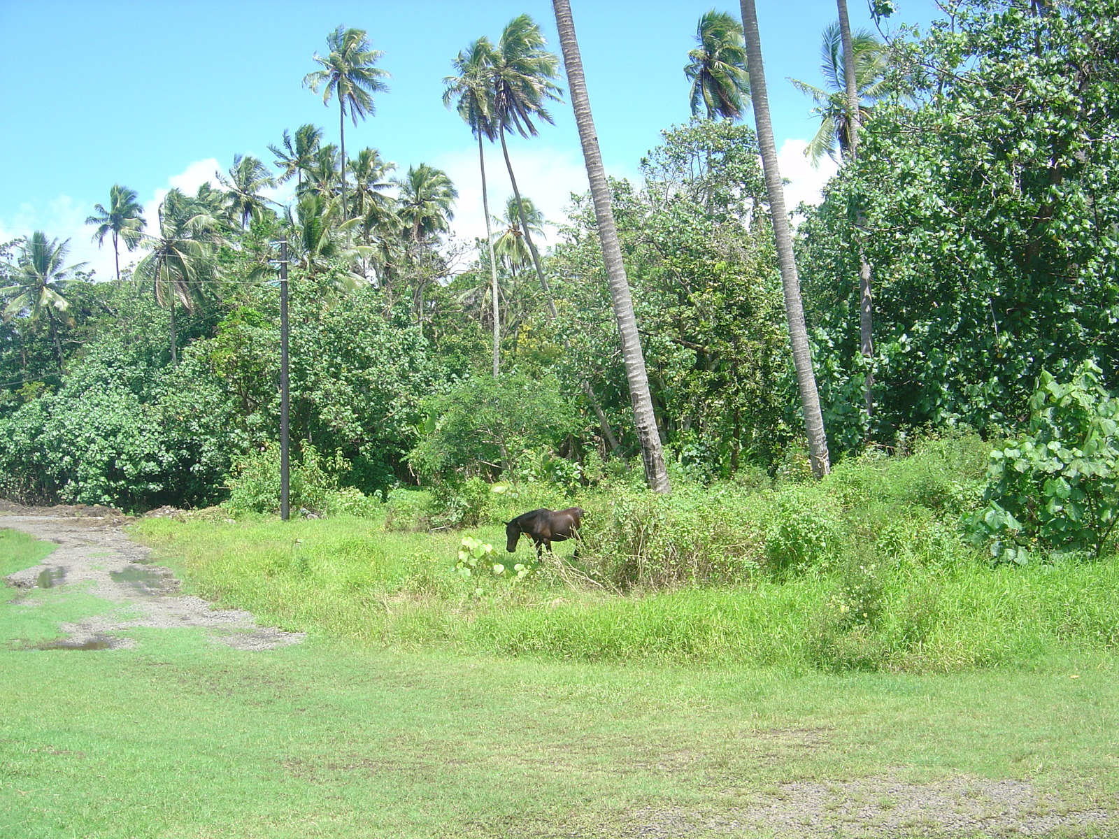 照片 波利尼西亚(Polynesia) 马克萨斯群岛(Marquises) 2006-04 190