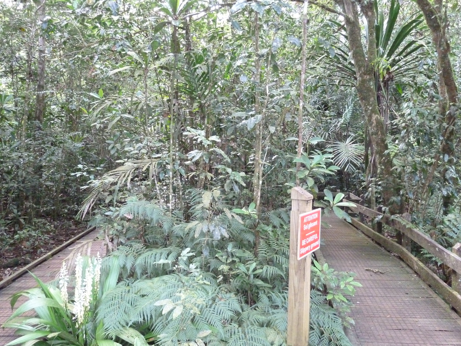 照片 新喀里多尼亚(New Caledonia) 蓝河公园(Parc de la Riviere Bleue) 大贝壳杉(Le Grand Kaori) 2010-05 9