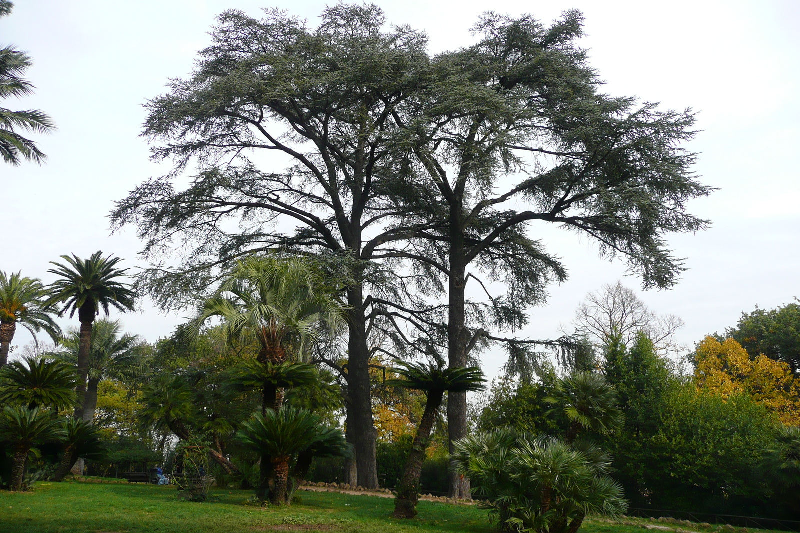 照片 意大利(Italy) 罗马(Rome) 夏拉别墅公园(Villa Sciarra) 2007-11 27