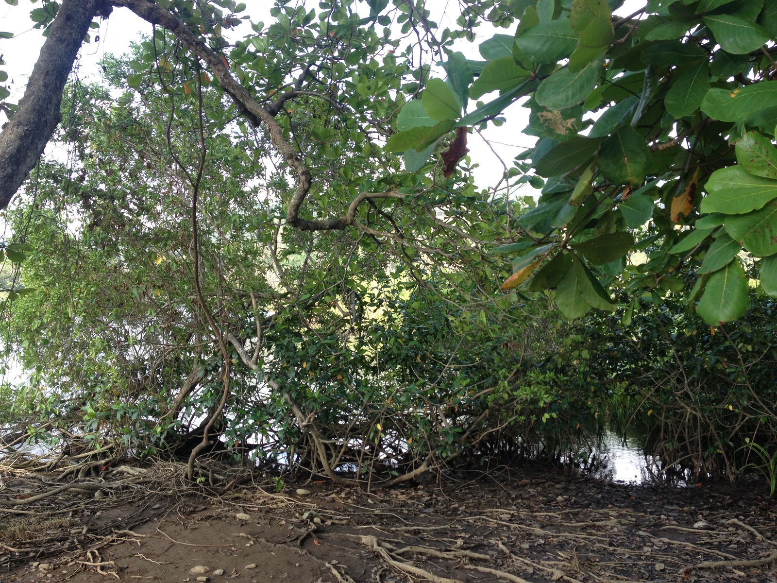 照片 哥斯达黎加(Costa Rica) 多米尼卡尔(Dominical) 2015-03 91
