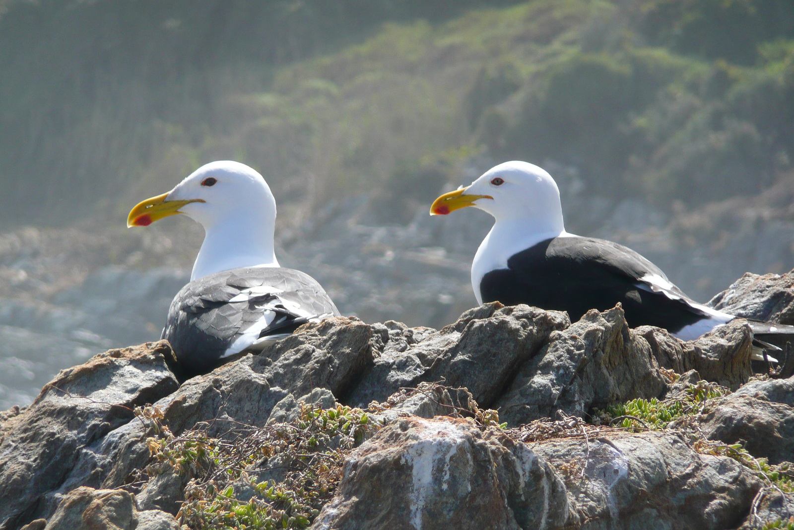 照片 南非(South Africa) 齐齐卡马国家公园(Tsitsikamma National Park) 2008-09 309