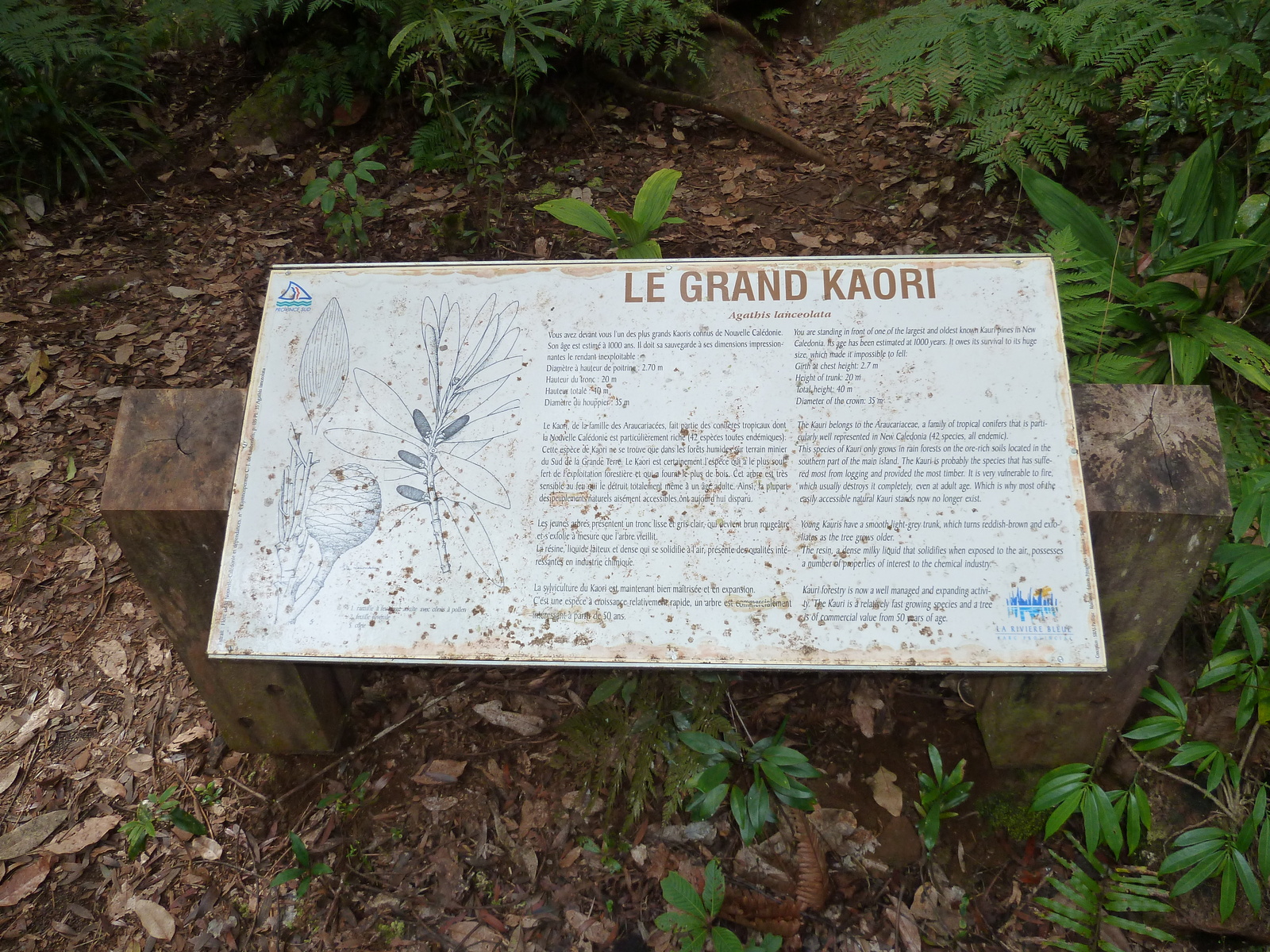 照片 新喀里多尼亚(New Caledonia) 蓝河公园(Parc de la Riviere Bleue) 大贝壳杉(Le Grand Kaori) 2010-05 35