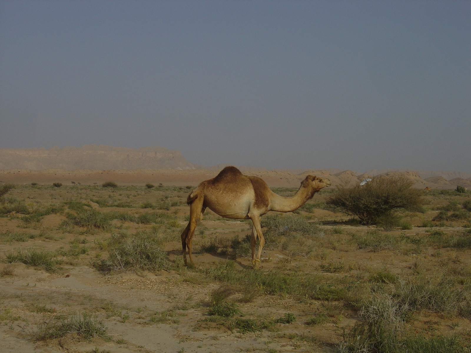 照片 阿曼(Oman) 布赖米至马哈达公路(Buraimi to Mahada road) 2005-03 33
