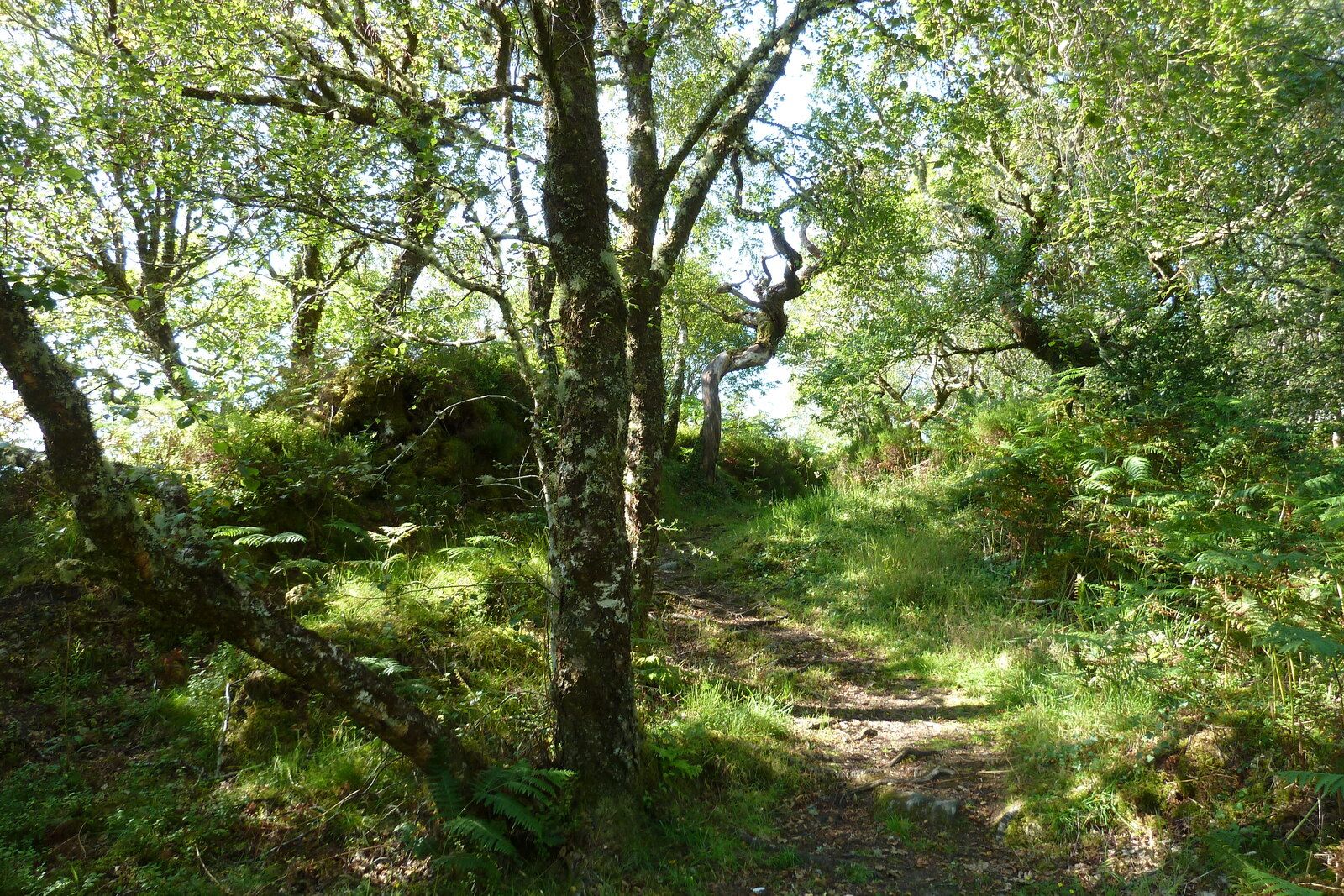 照片 英国(United Kingdom) 苏格兰(Scotland) 萨伦(Salen) 2011-07 43