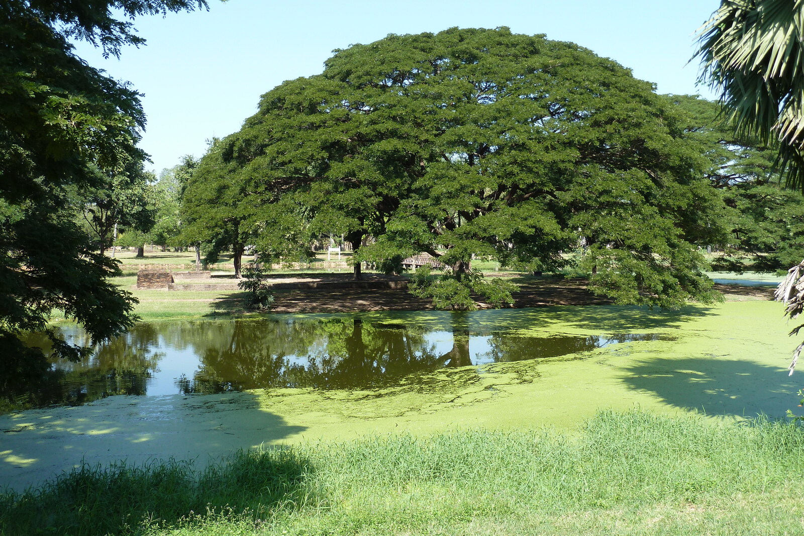 照片 泰国(Thailand) 素可泰(Sukhothai) 2010-12 145