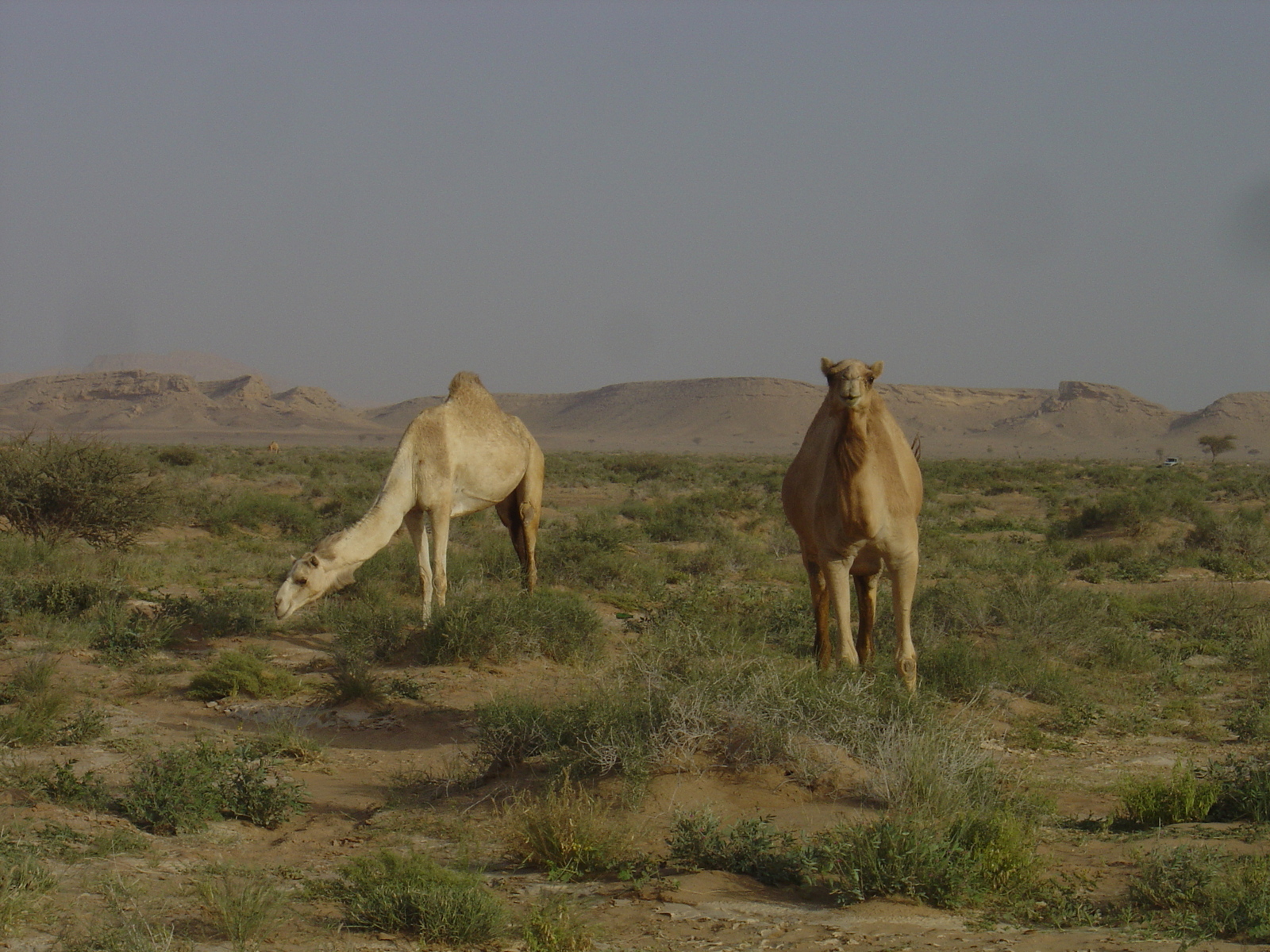 照片 阿曼(Oman) 布赖米至马哈达公路(Buraimi to Mahada road) 2005-03 17