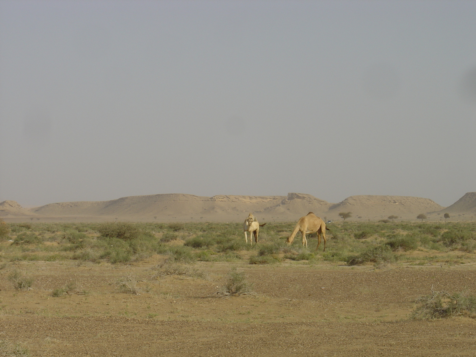 照片 阿曼(Oman) 布赖米至马哈达公路(Buraimi to Mahada road) 2005-03 27