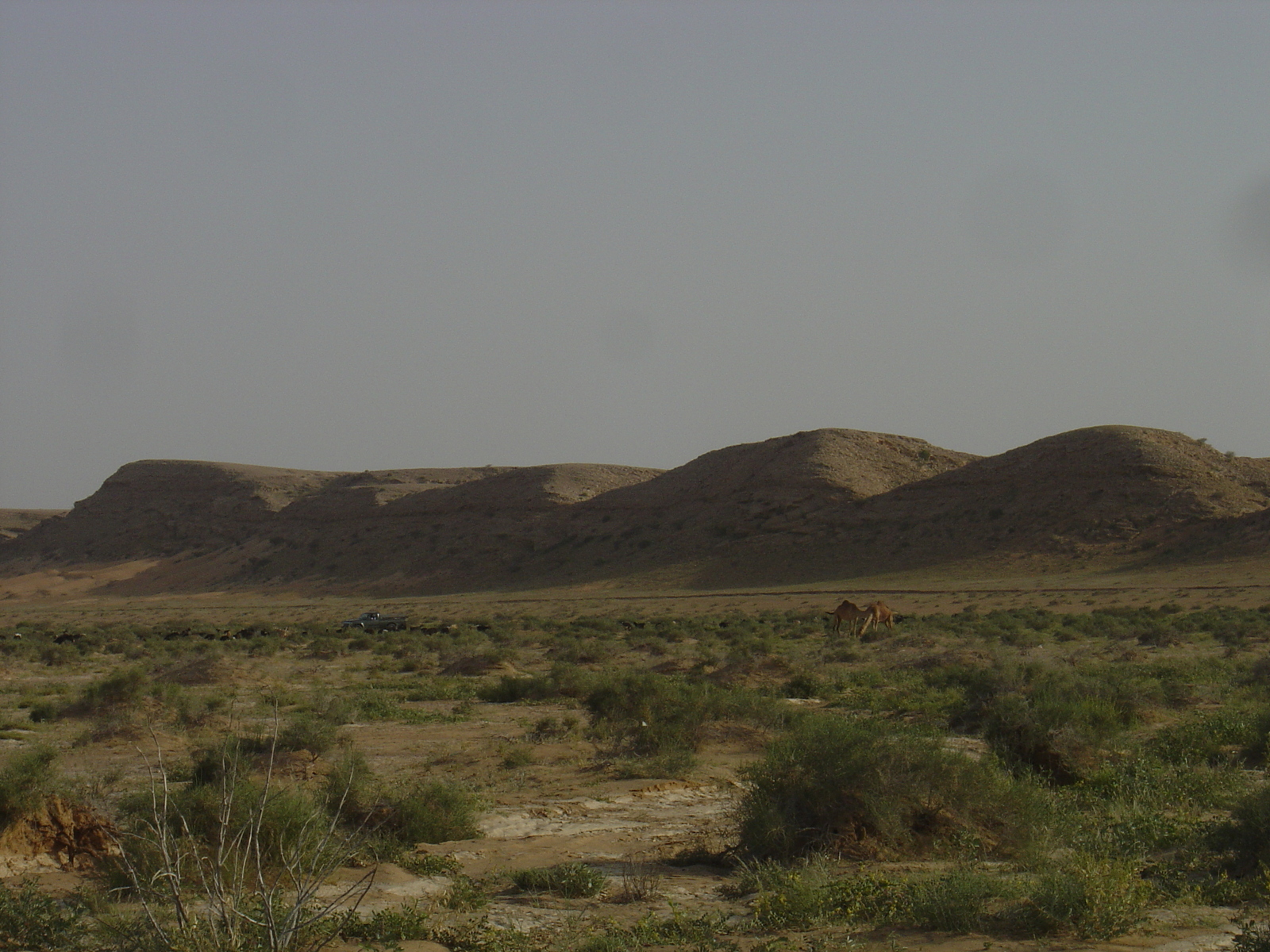 照片 阿曼(Oman) 布赖米至马哈达公路(Buraimi to Mahada road) 2005-03 38