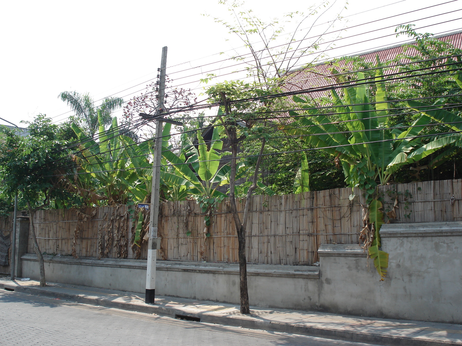 照片 泰国(Thailand) 清迈(Chiang Mai) 护城河内(Inside Canal) 2006-04 37