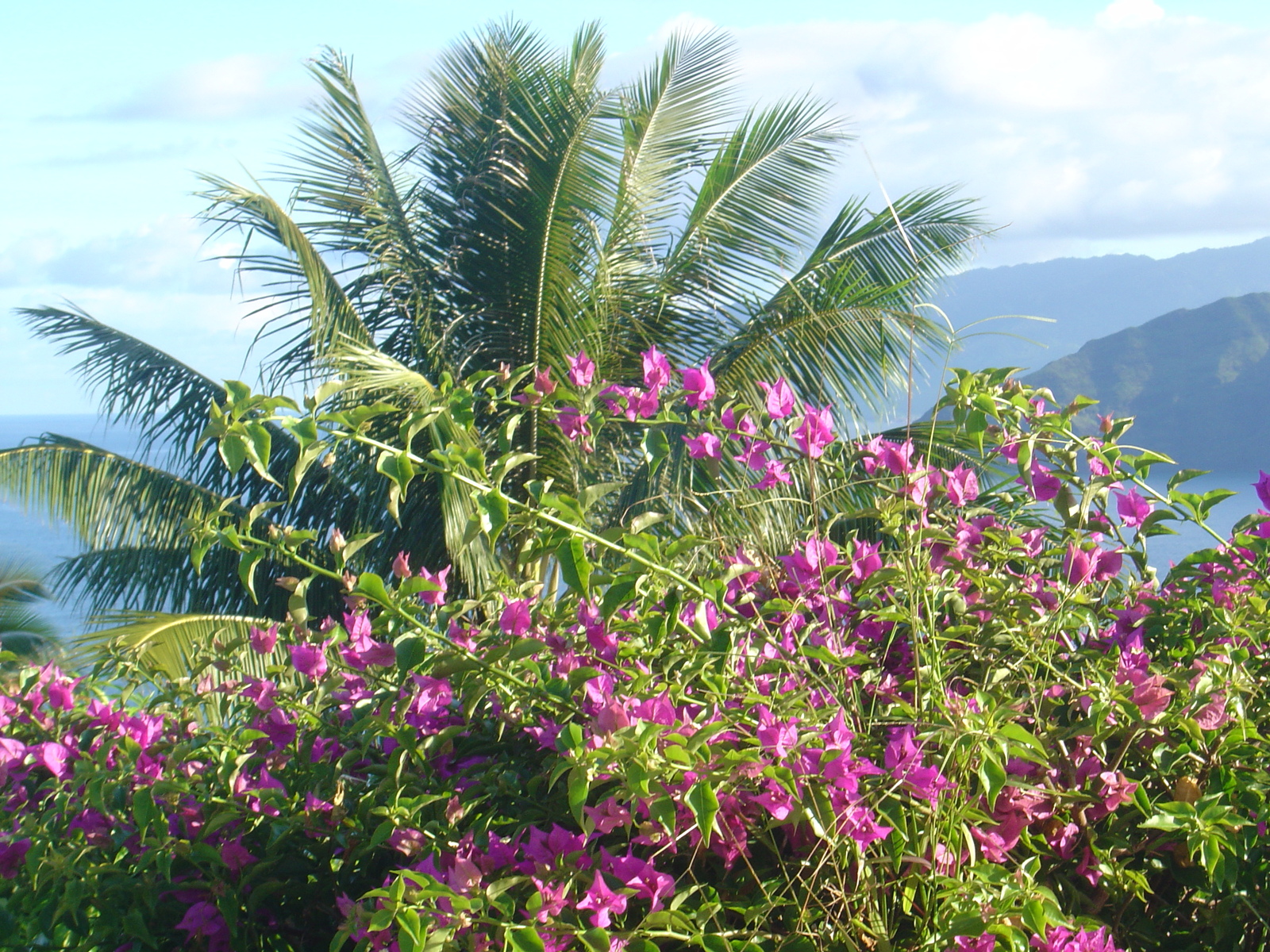 照片 波利尼西亚(Polynesia) 马克萨斯群岛(Marquises) 2006-04 22