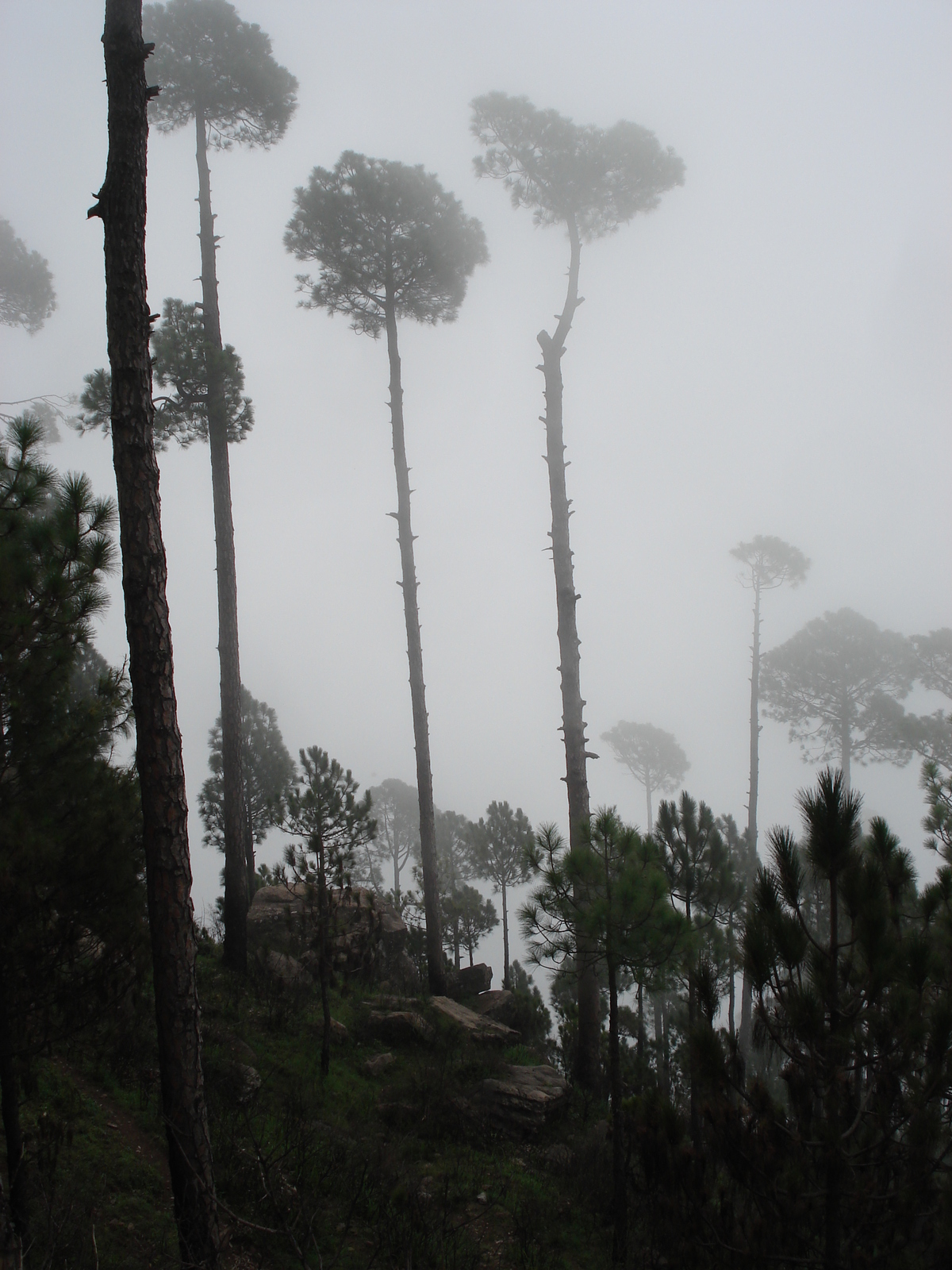 照片 巴基斯坦(Pakistan) 穆里(Murree) 2006-08 156
