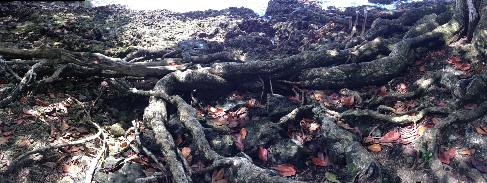 照片 哥斯达黎加(Costa Rica) 卡维塔(Cahuita) 2015-03 269